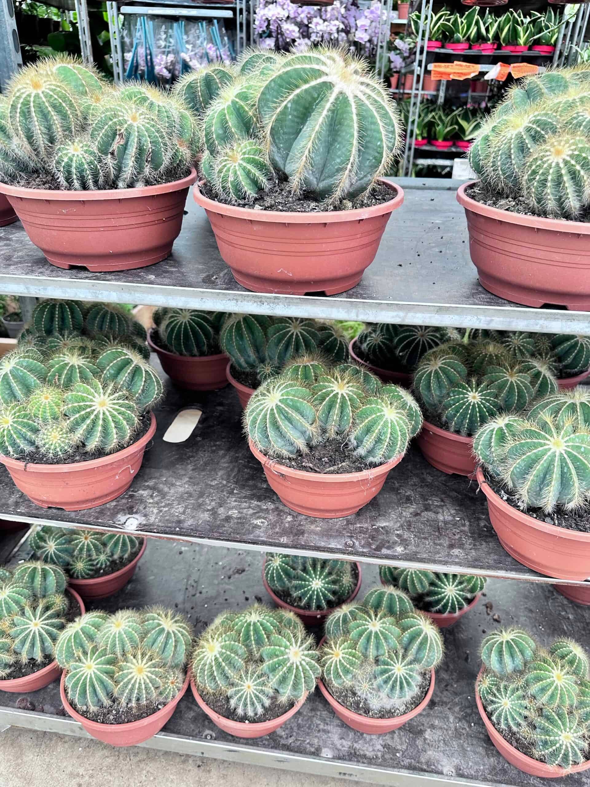 Parodia magnifica