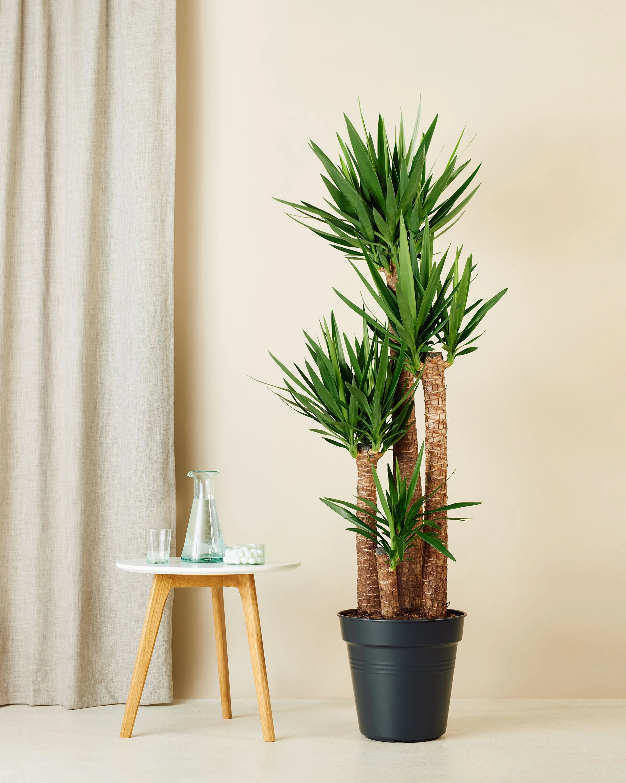 Yucca Dört Kollu (Yuka 170-180 cm )