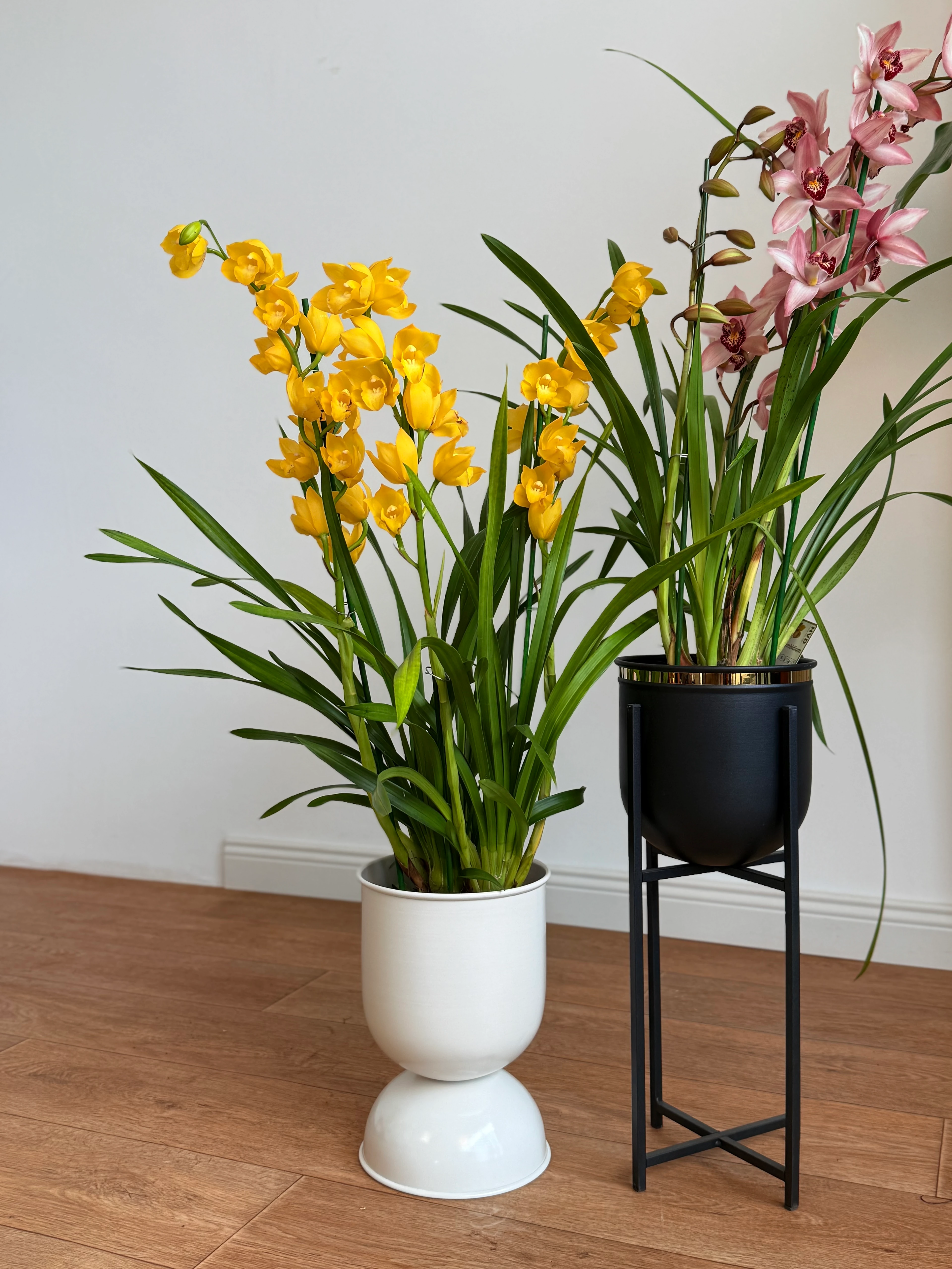 Cymbidium Orkide 75-80 cm Boyutlarıyla