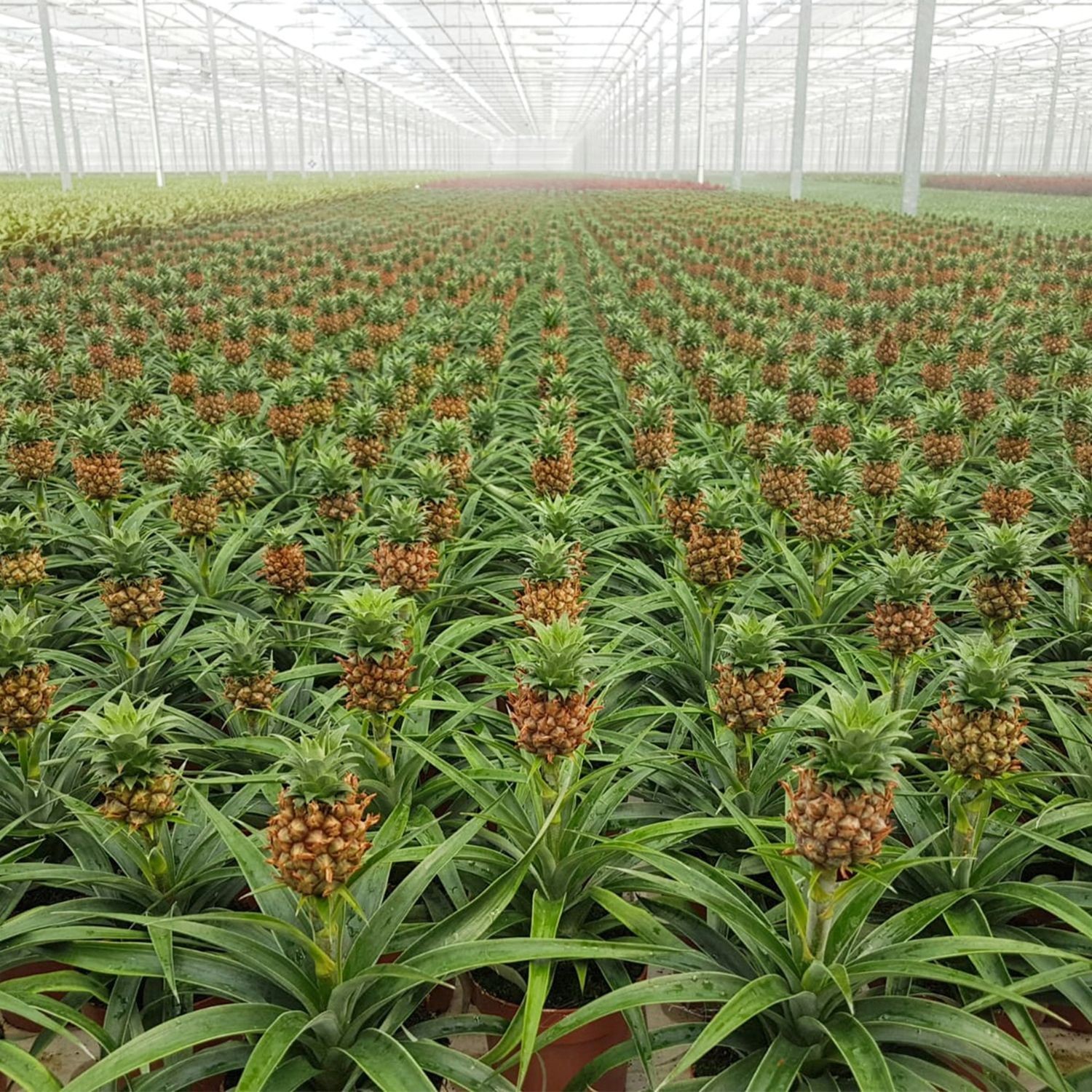 Ananas Plant (Ananas)