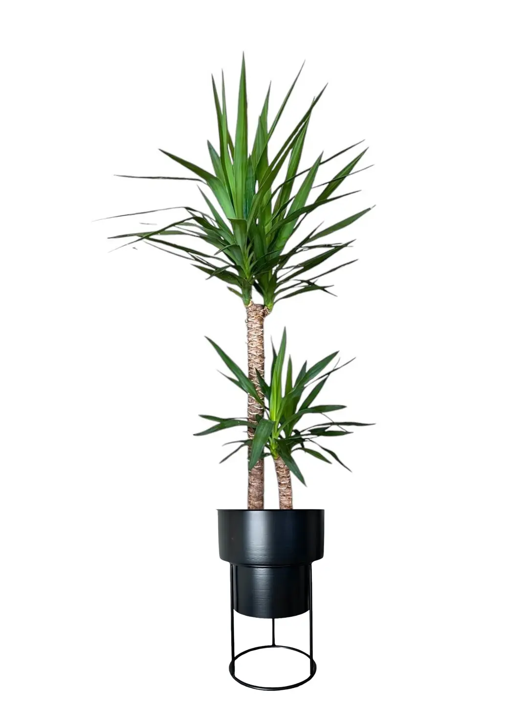 80-cm.webp