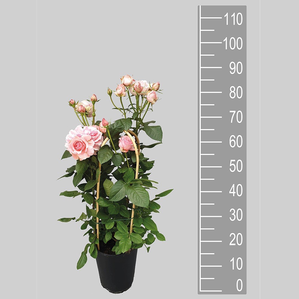 Gül (80-90 cm ithal bambu çardaklı)