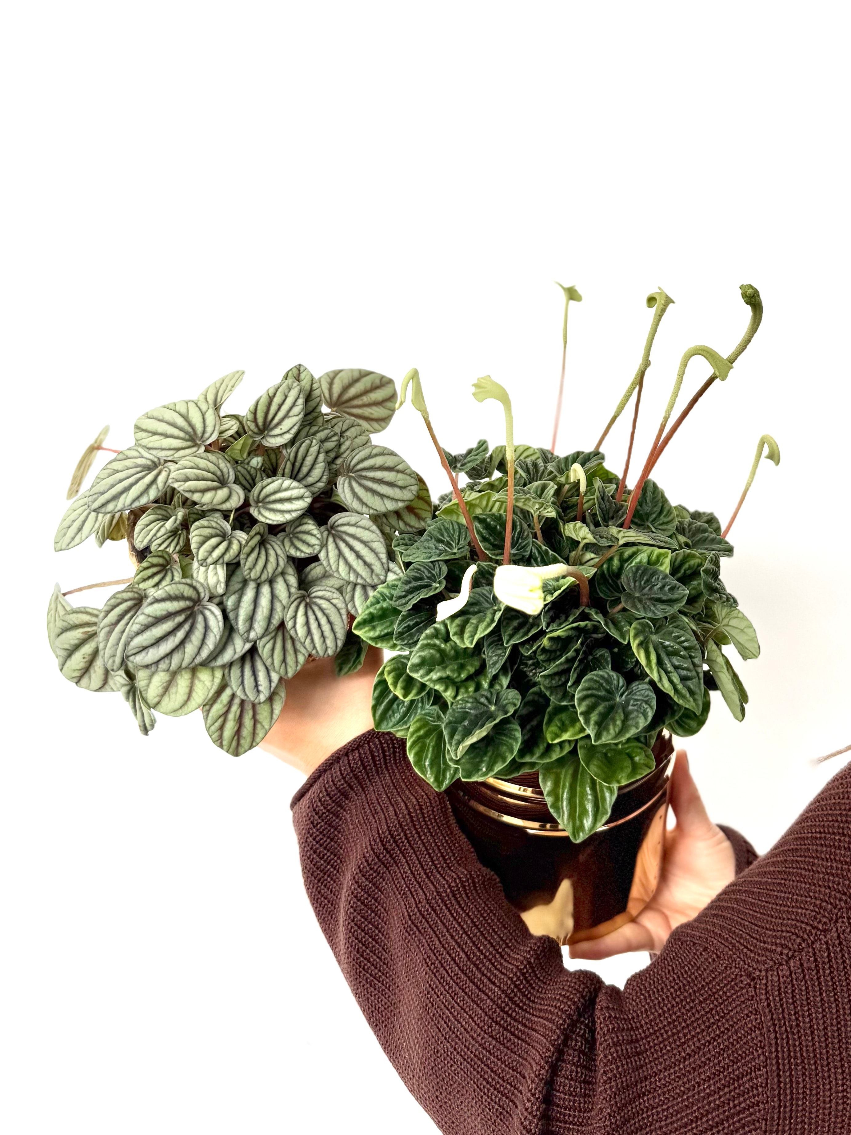 Peperomia Masa Boy