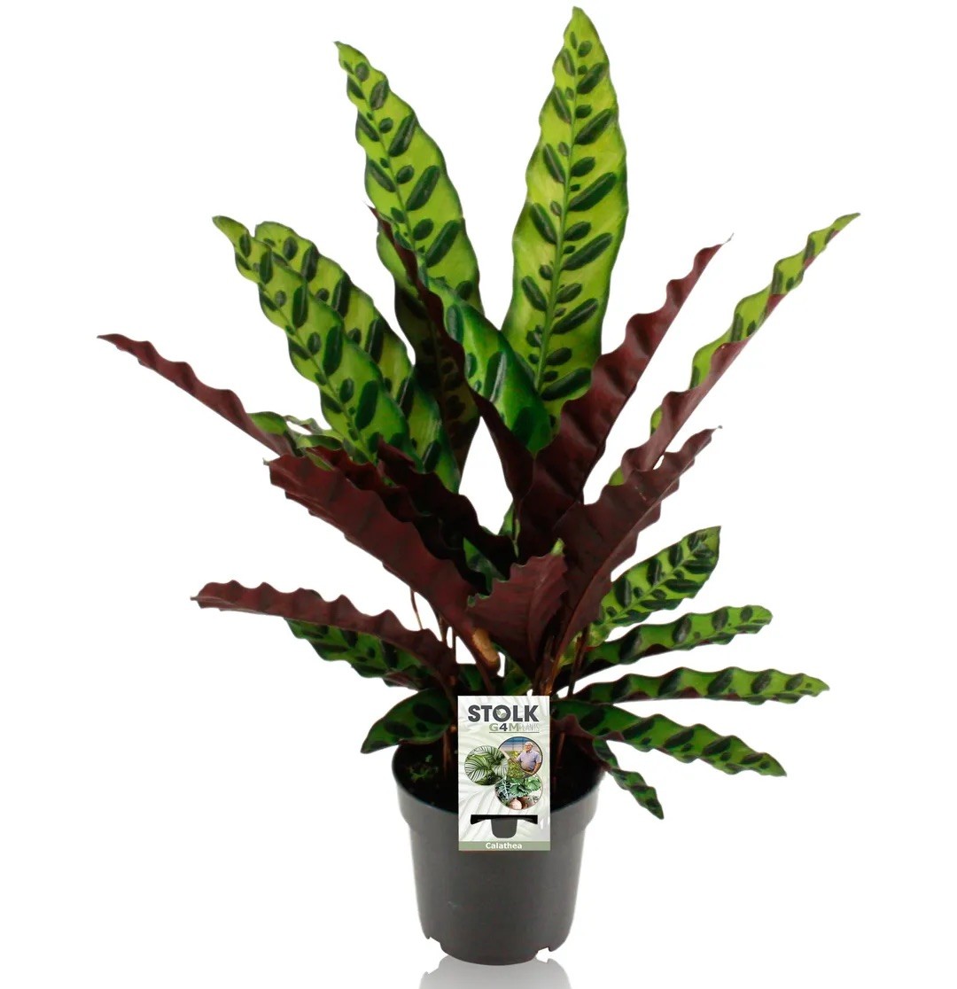 Calathea Lancifolia (40-50 cm)