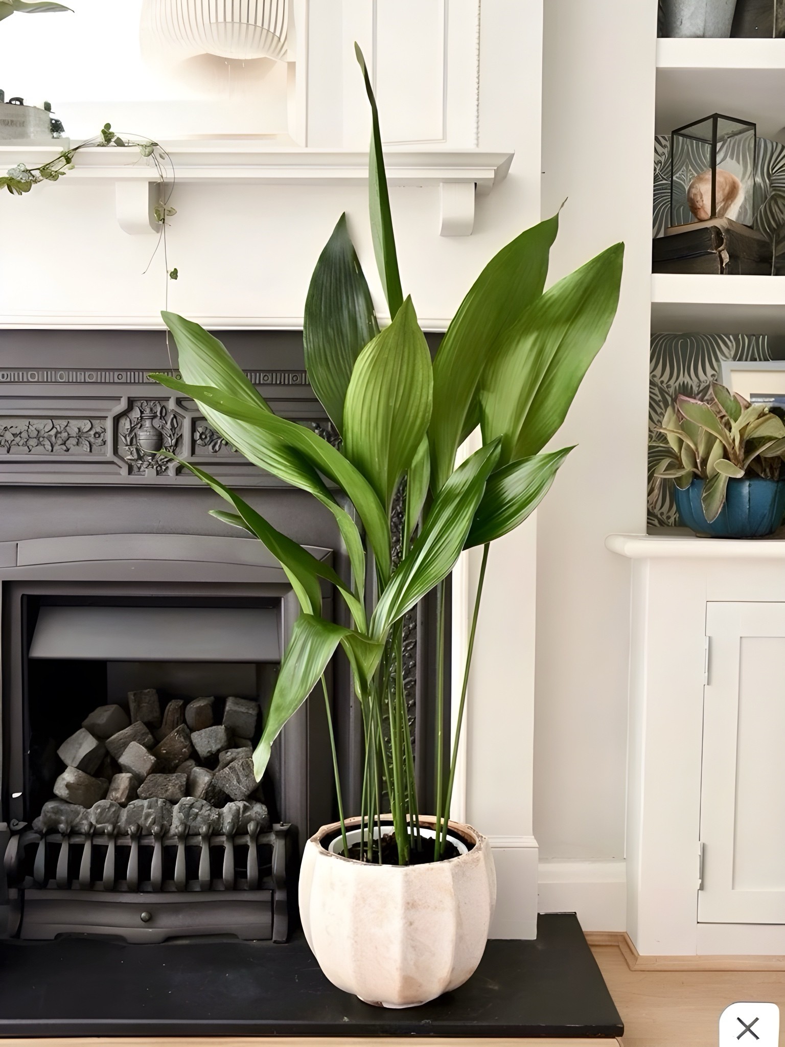 Aspidistra Elatior – Salon Yaprağı