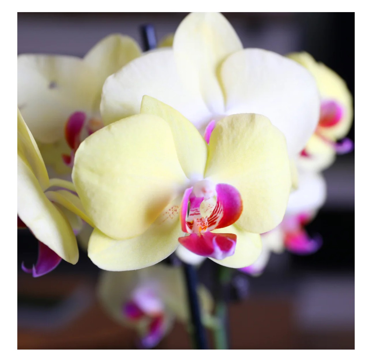 Çift Dallı Sarı Orkide (Phalaenopsis )İthal Premium -XL