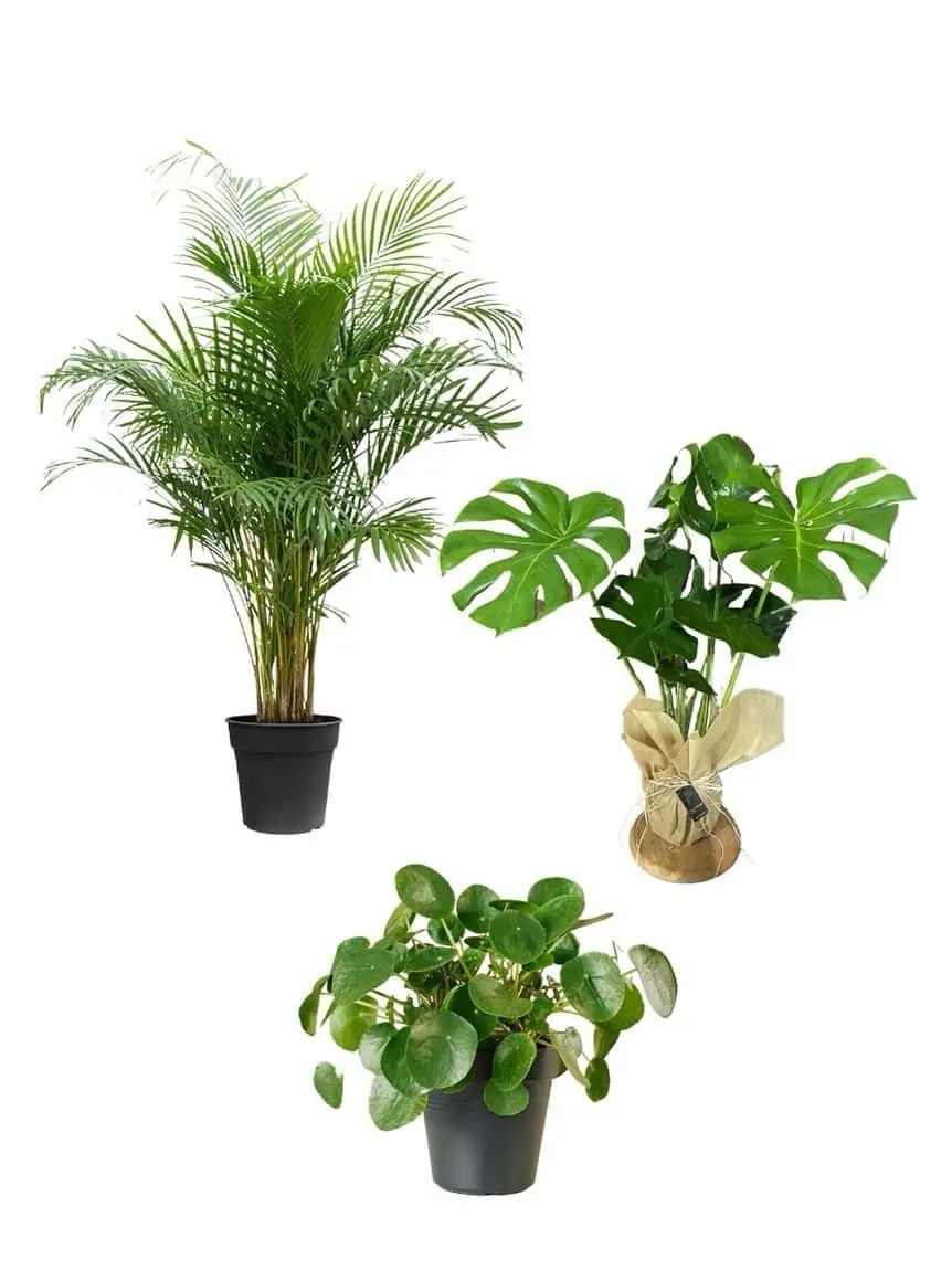 Favori Bitki Seti (100-120 cm areka palmiyesi,60-70 cm monstera, pilea )