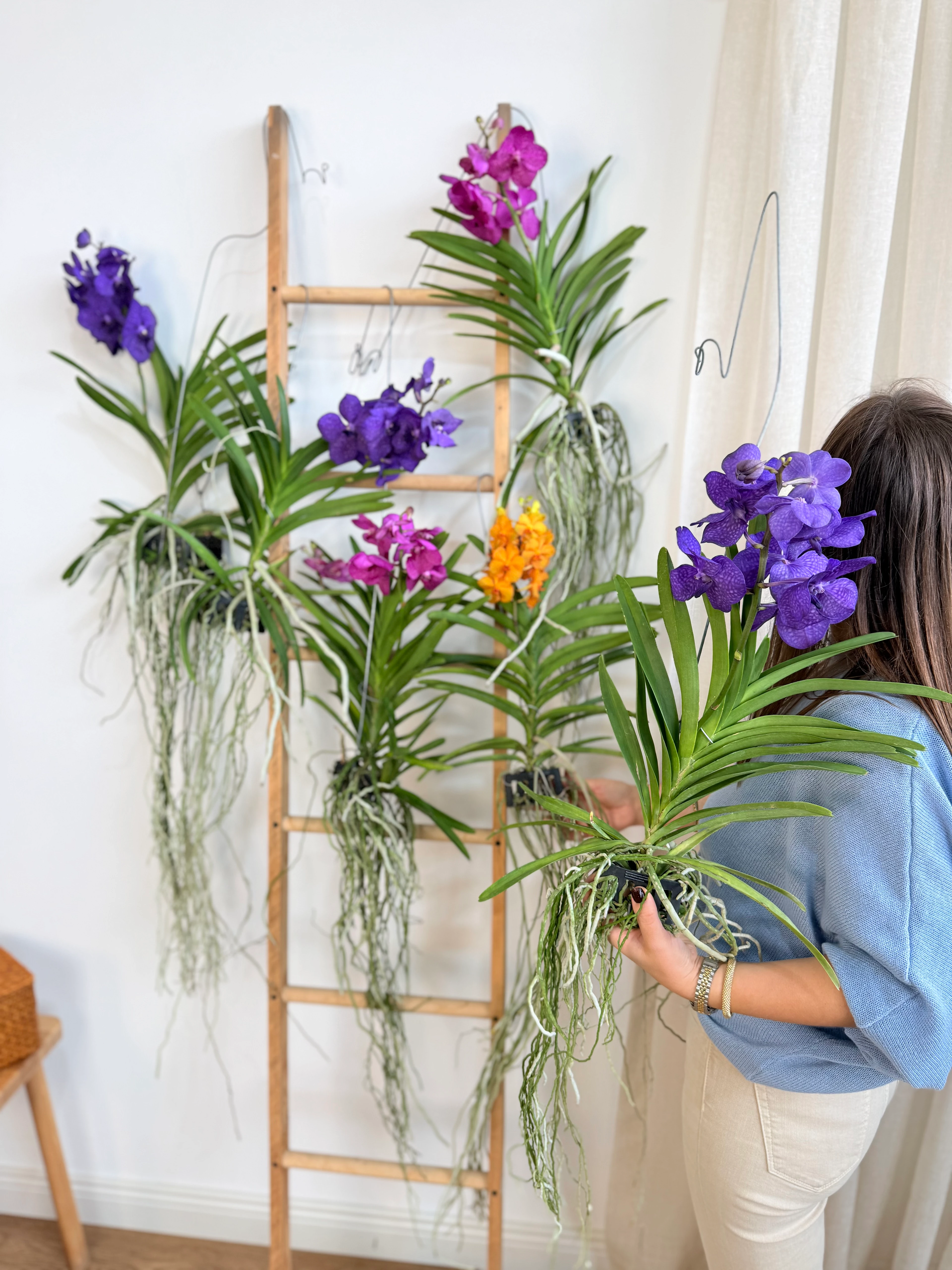 Vanda Orkide (Hava Bitkisi-Nadir Tür )