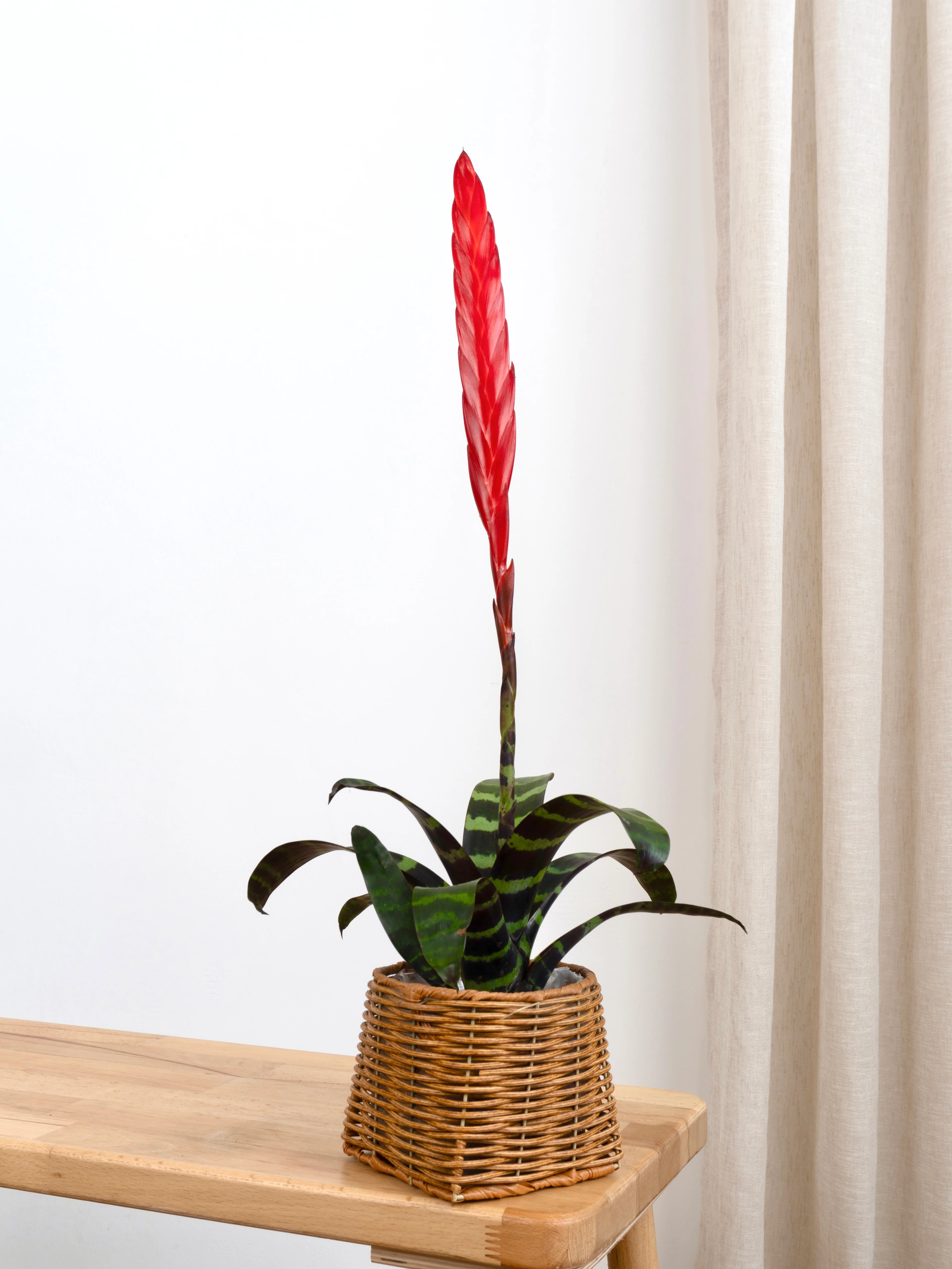 Vriesea Zebra (Alev Bitkisi)