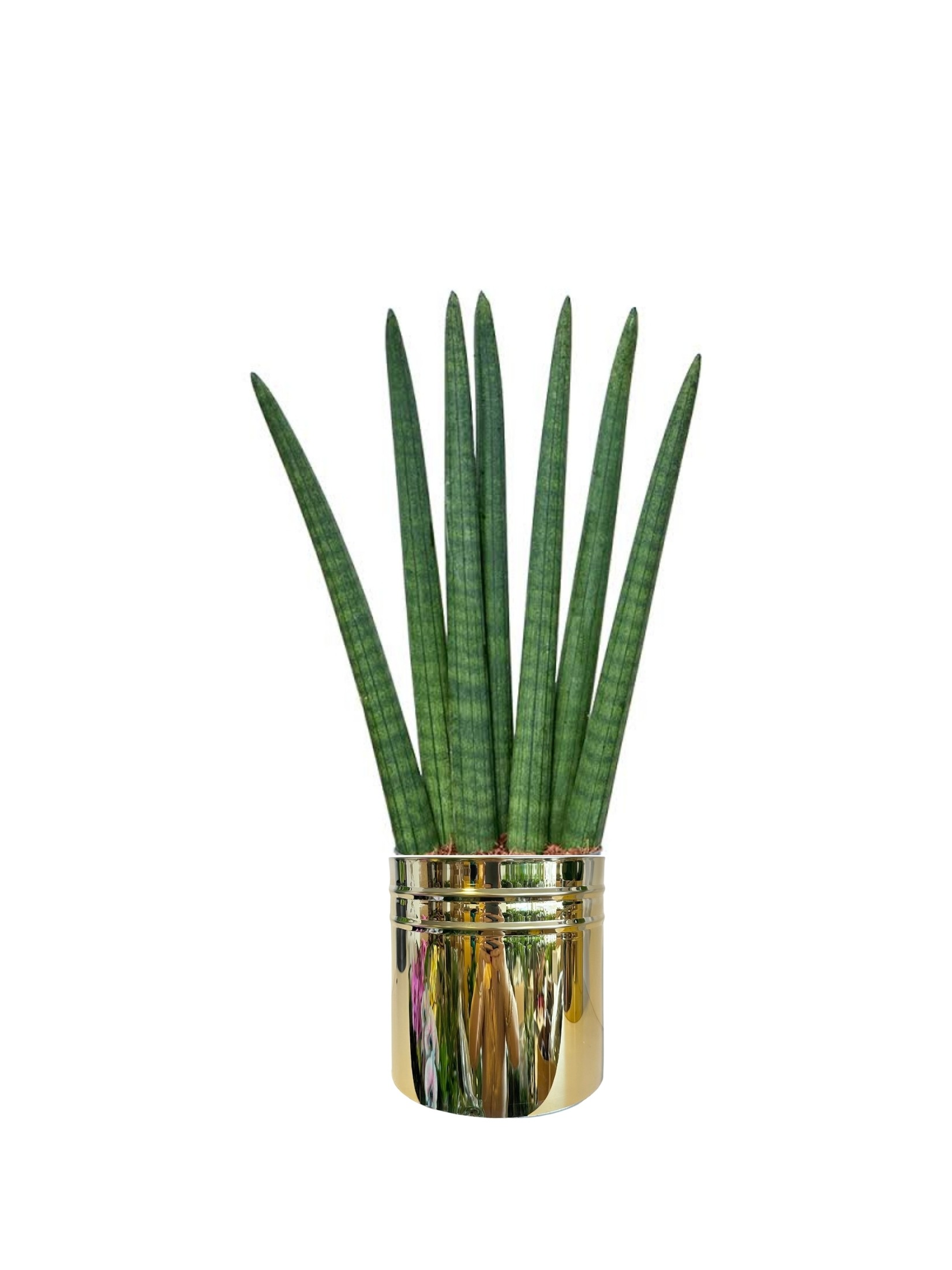 Sansevieria Cylindirica (50 cm)