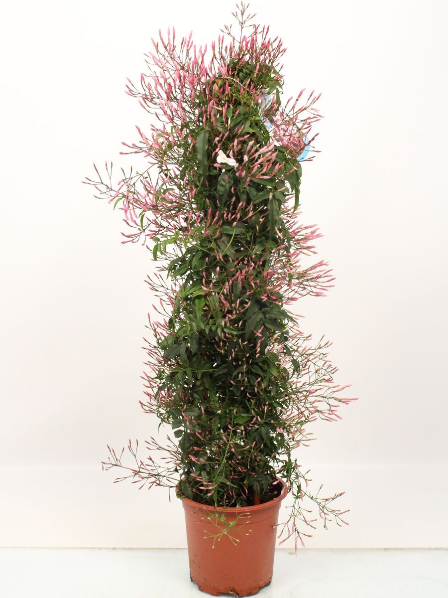 Yasemin (Jasminum Polyanthum )çiçeği 80-100 cm
