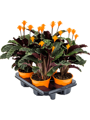 Calathea Crocata 