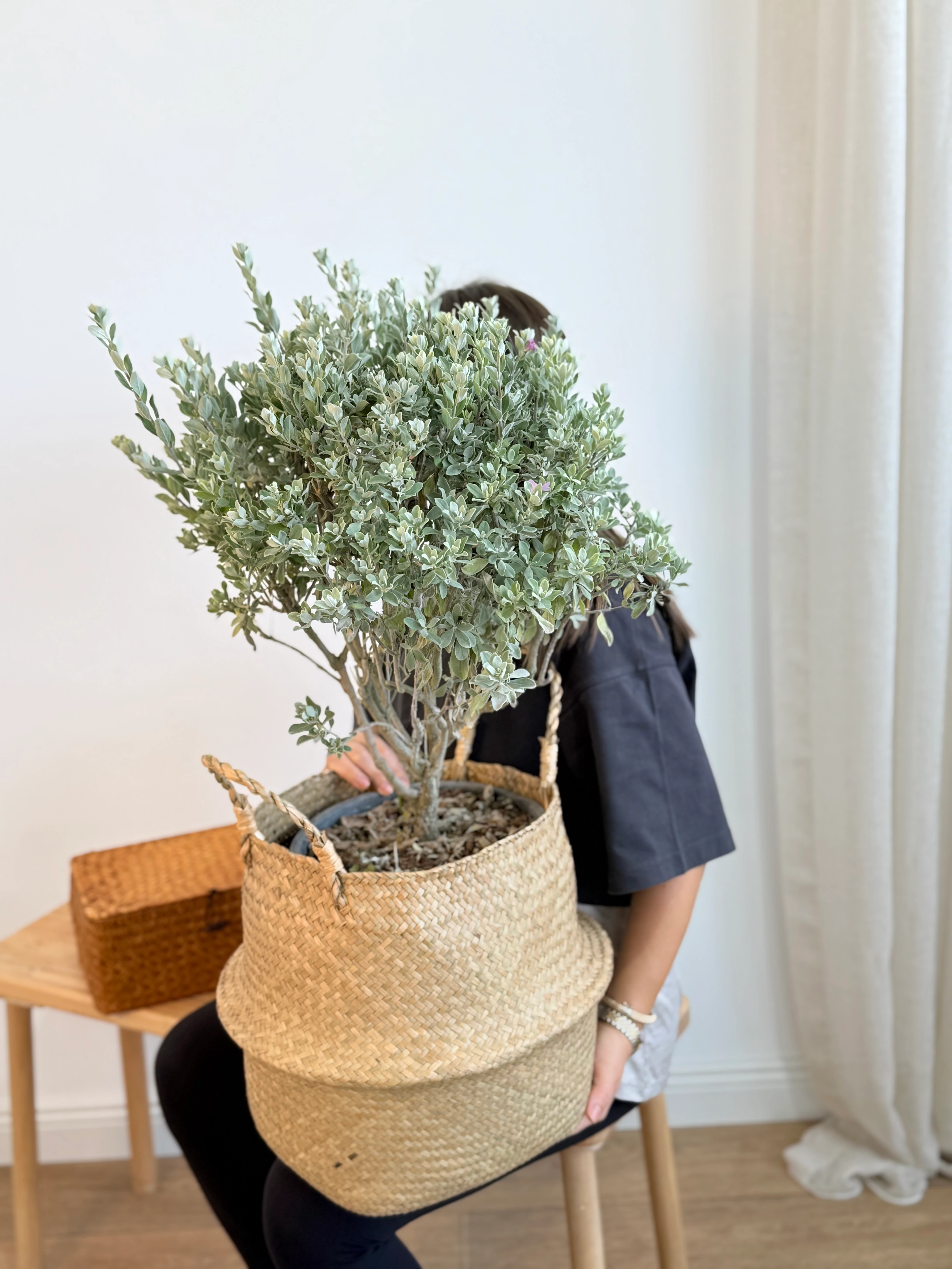 Leucophyllum Frutescens (Texas Sage / Gümüşi Çalı)