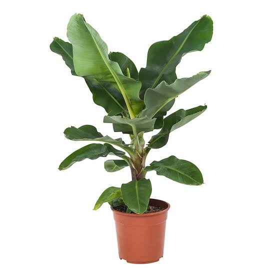 Muz Bitkisi (Banana Plant 80 cm)