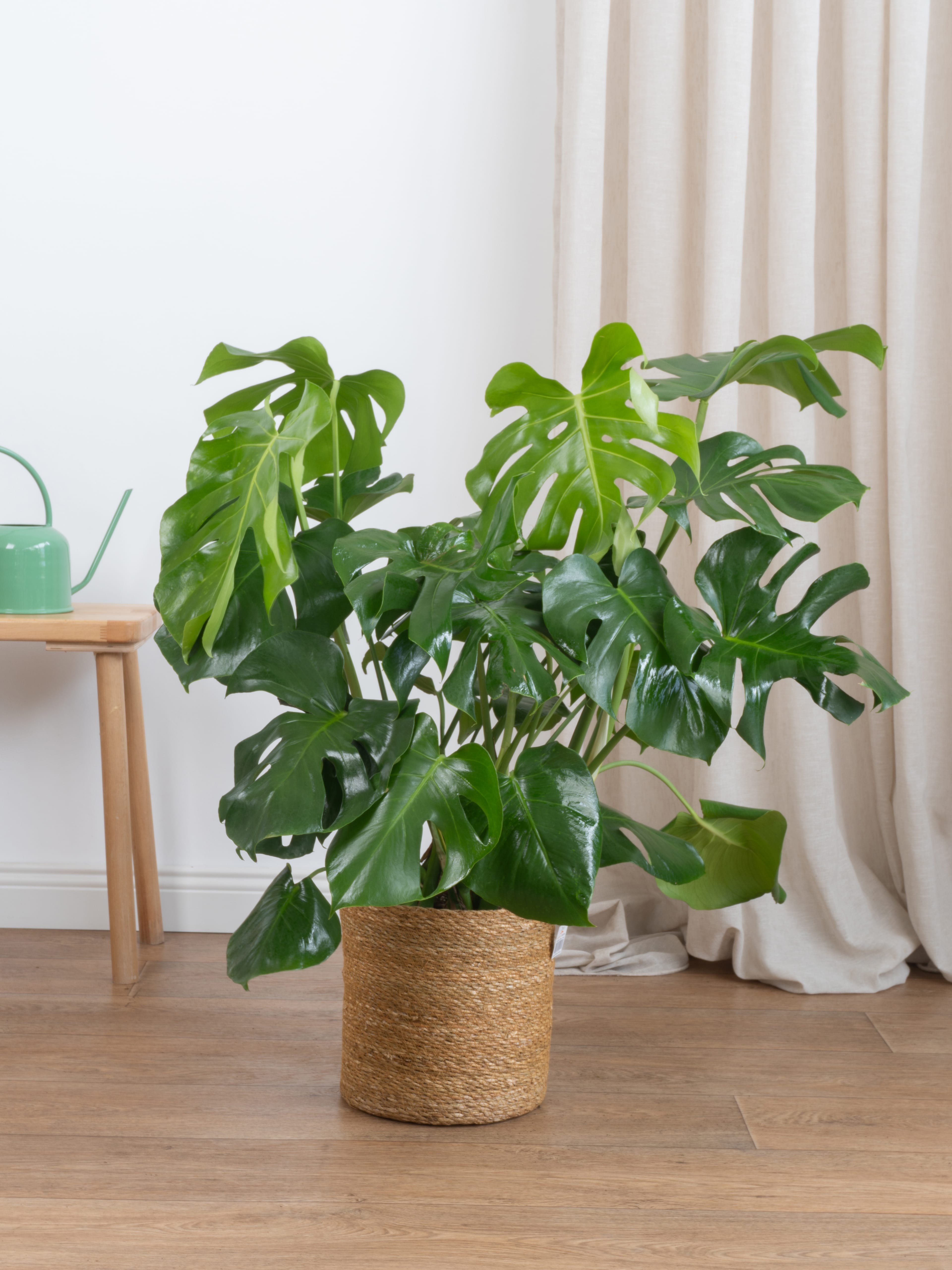 Monstera Deve Tabanı 80-90 cm