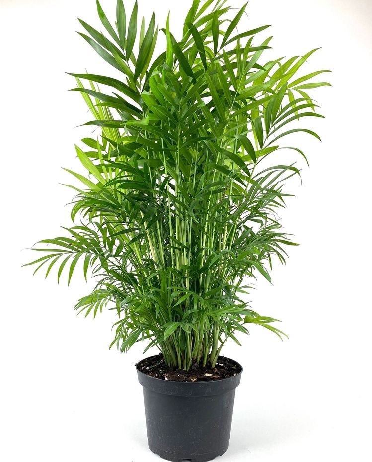 Parlor Palm Hediye (masa boy palmiye)