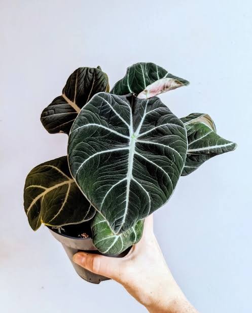 Alocasia Black Velvet (Özel Tür)