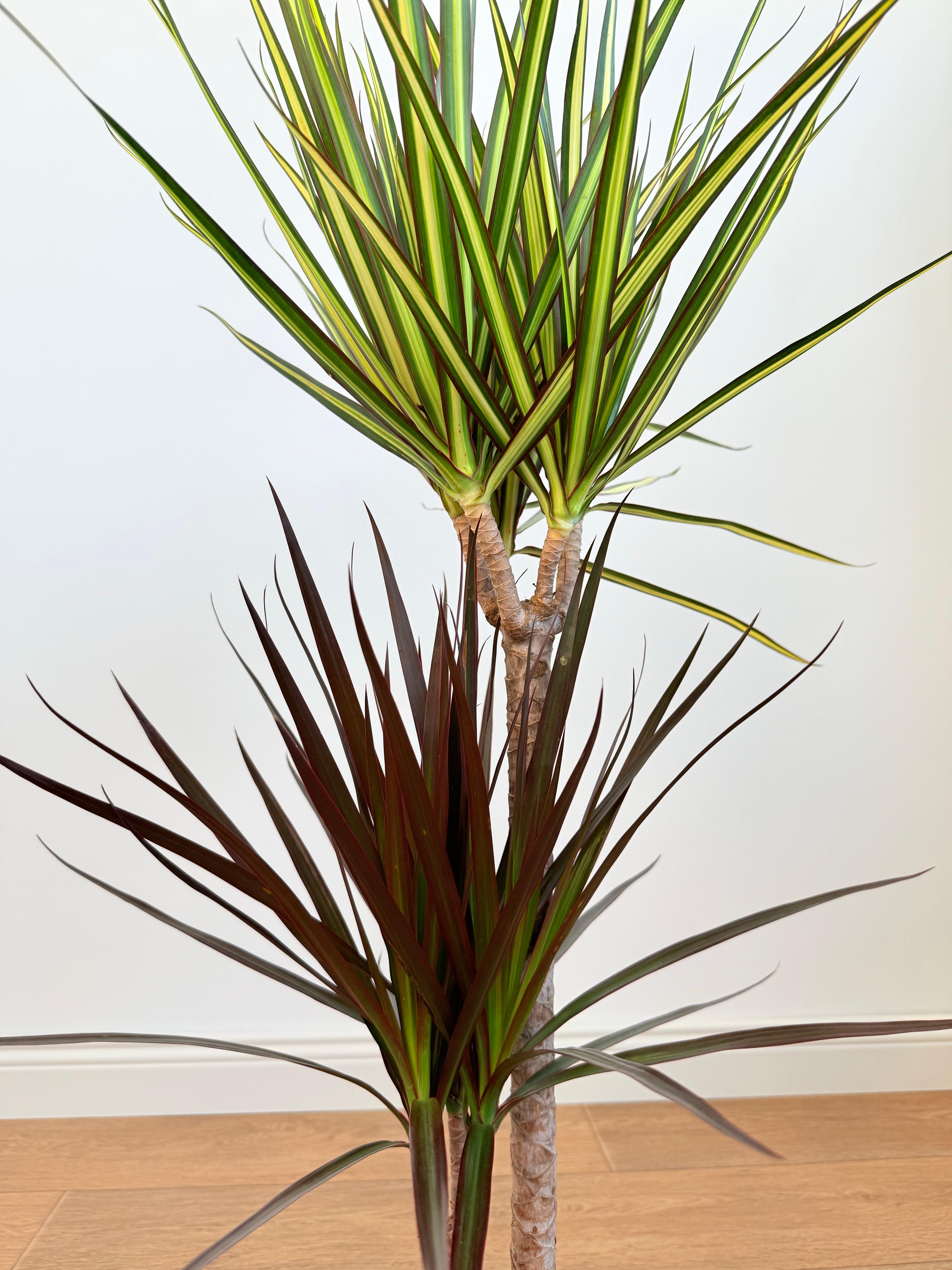 Dracaena Marginata Çift Renkli – 100 cm, İki Köklü