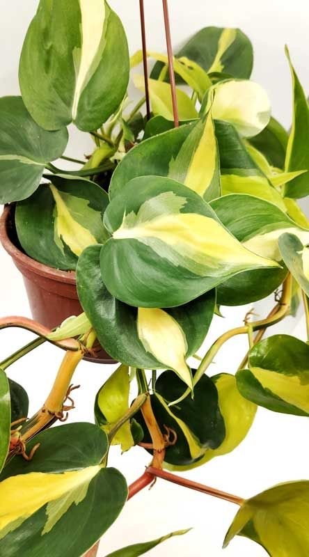 Philodendron Barasil (Alacalı Patos)