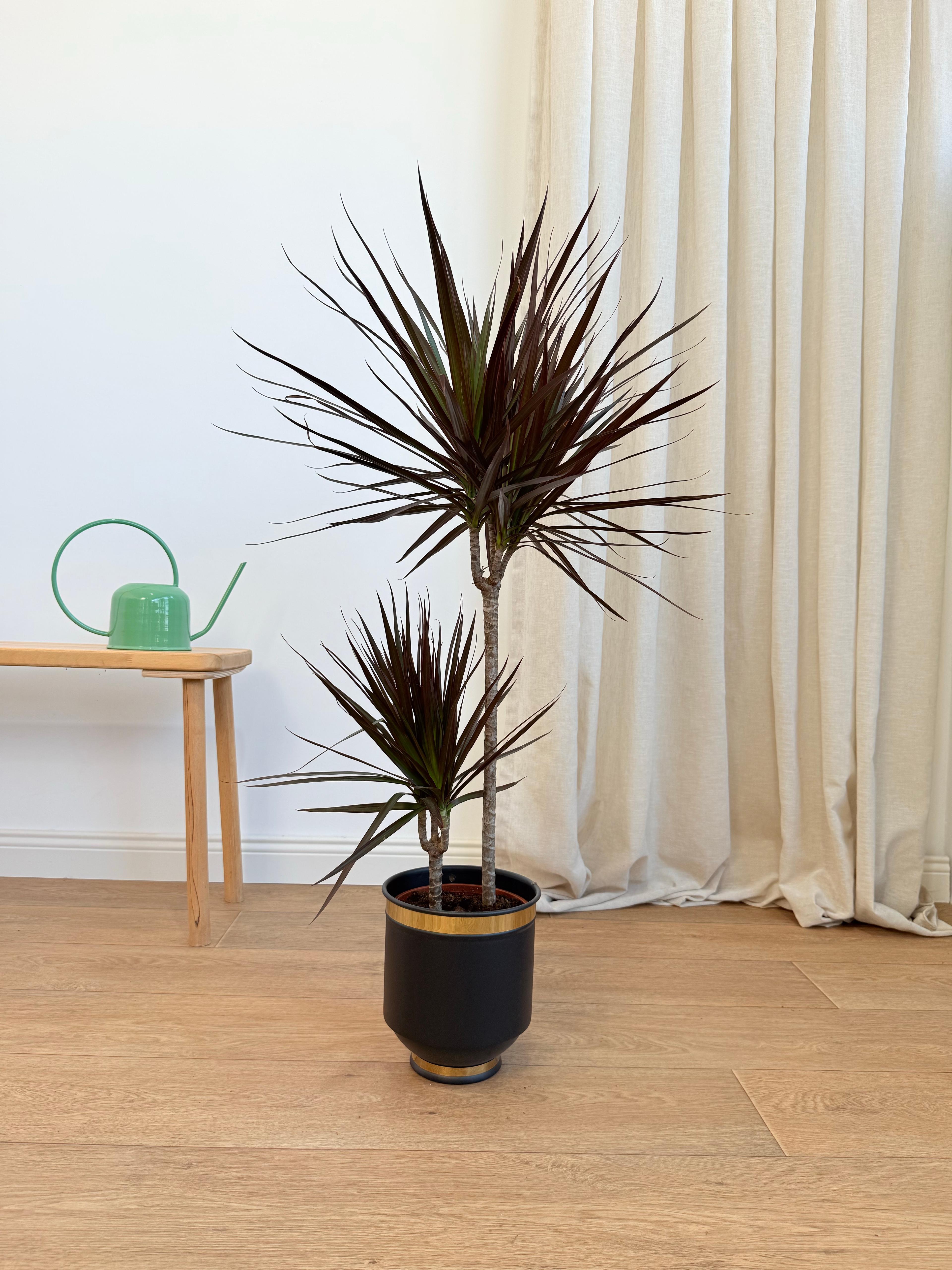 Dracena Marginata İki Köklü 110-130 cm Burgundy Kırmızı