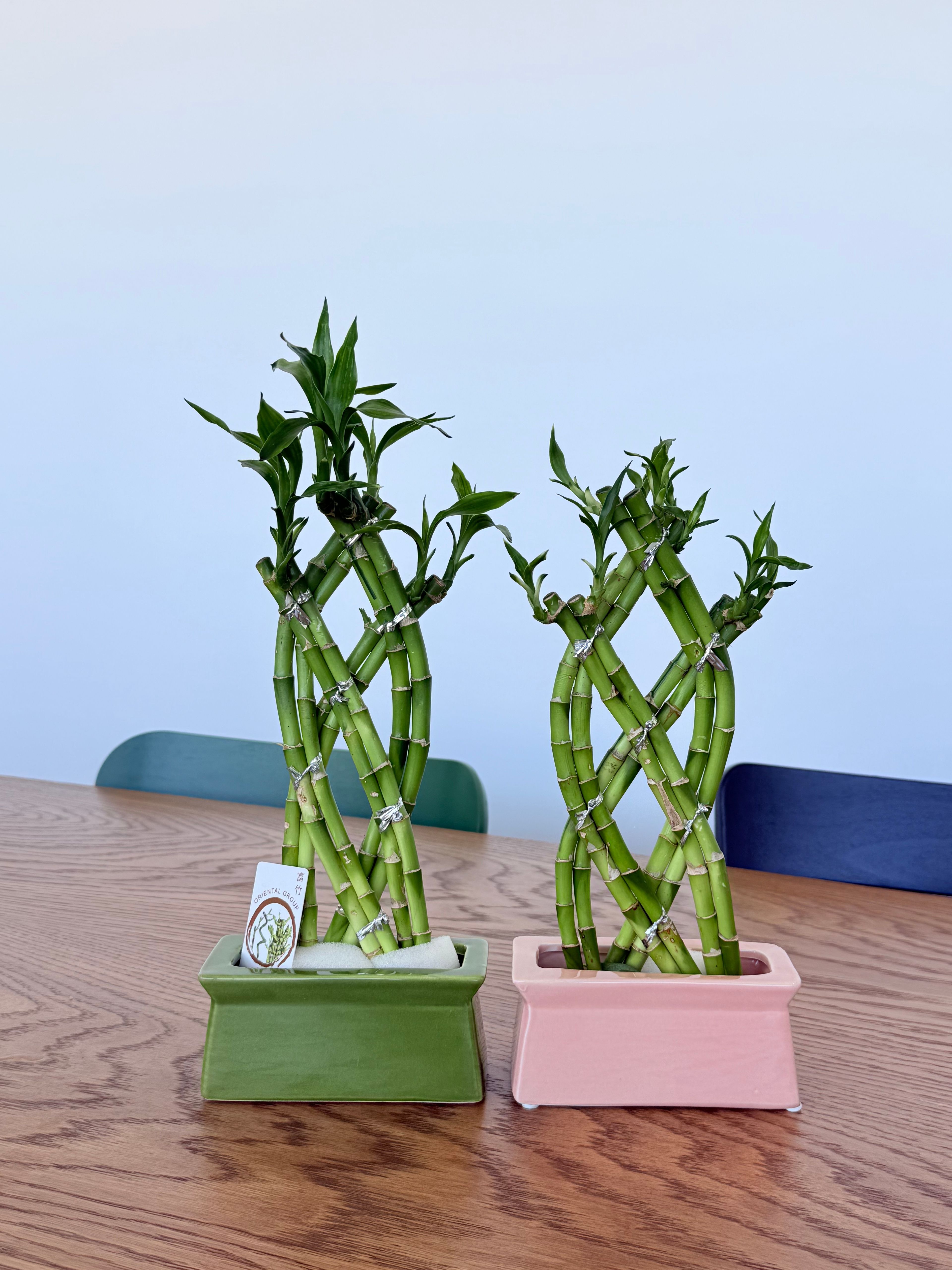 Bambu Dekoratif (Seramik Saksıda Örgülü-Lucky Bamboo) 