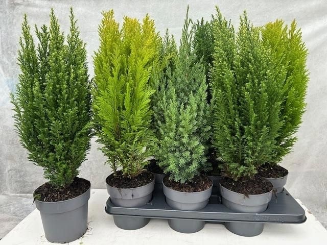 Limon Servisi (Cupressus macrocarpa “Goldcrest”) – 40-50 cm