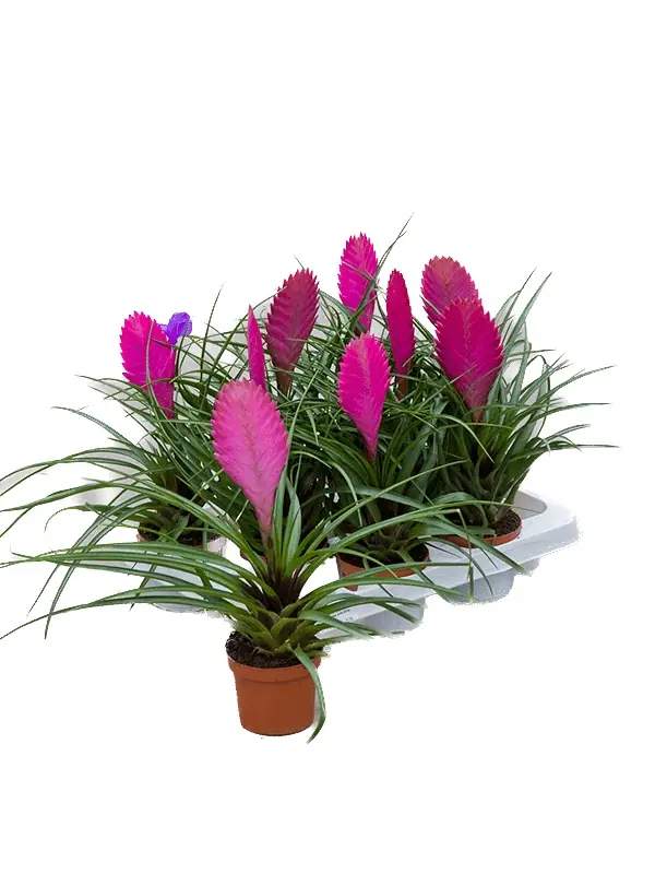 Tillasandia