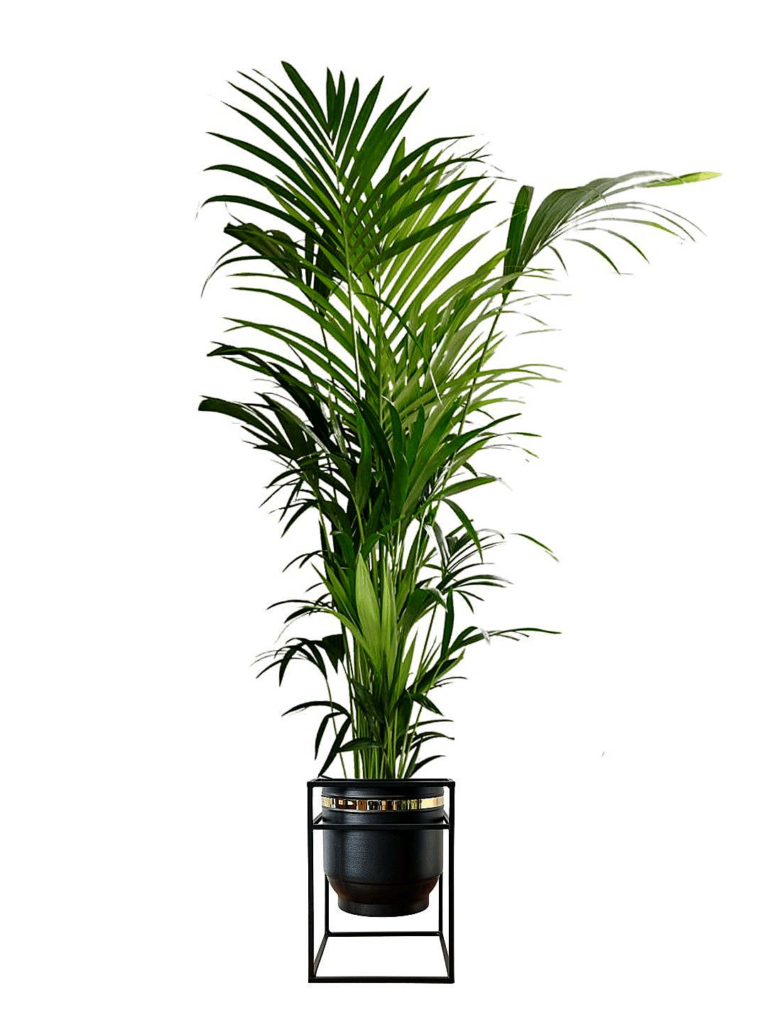 Kentia Palmiyesi (Kentya - Howea Forsteriana)