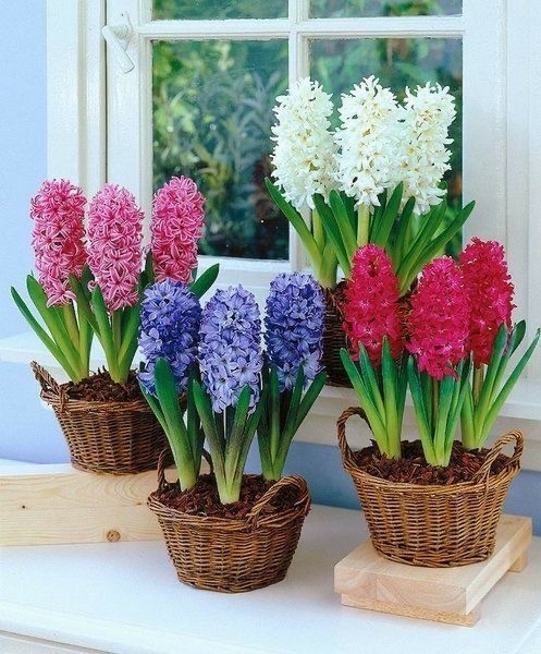 Üç Köklü Sümbül (Hyacinthus)