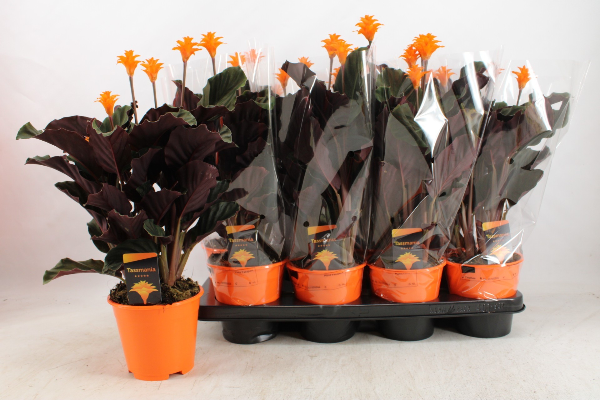 Calathea Crocata 