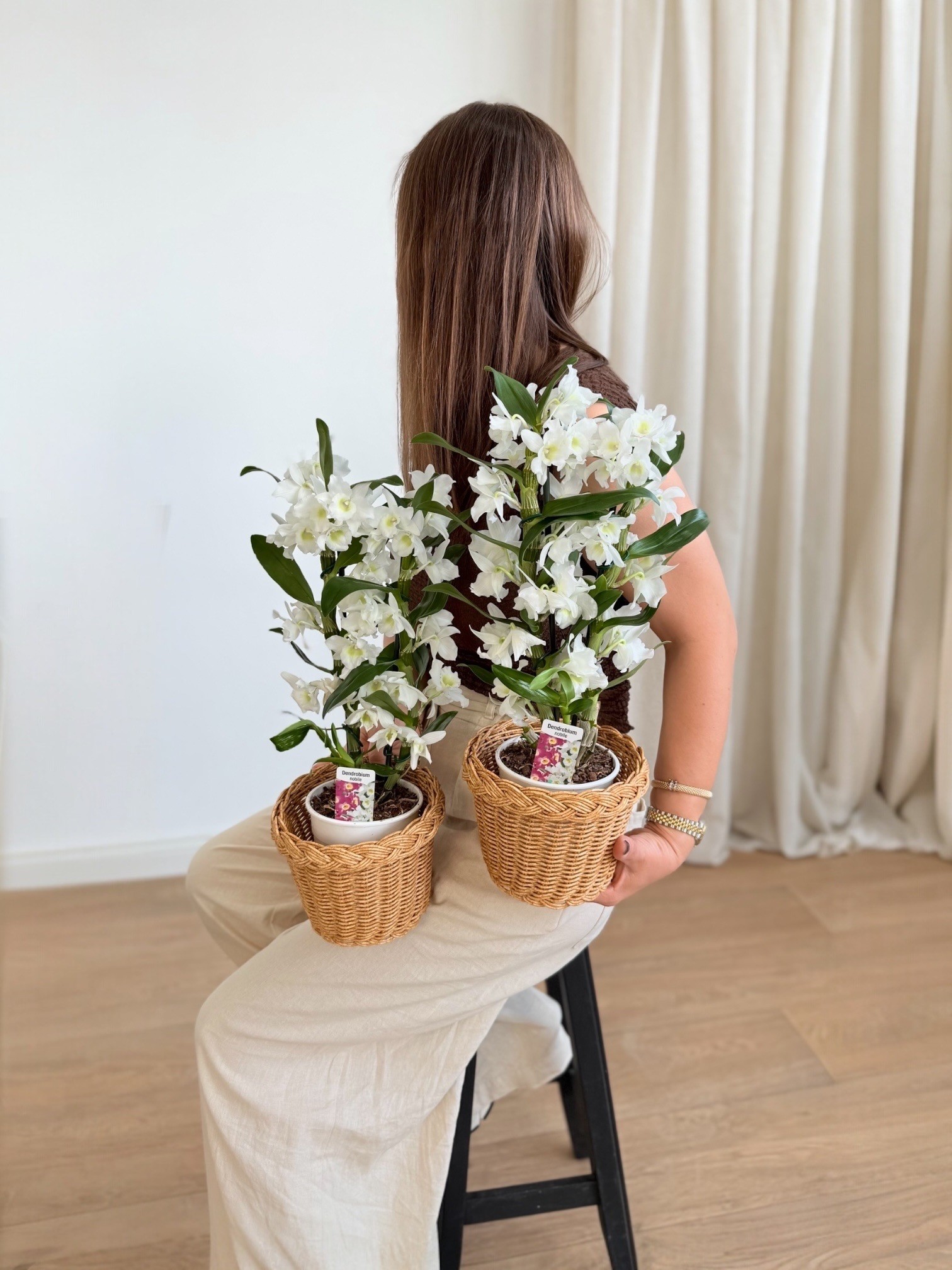 Dendrobium Orkide (Bambu Orkide)