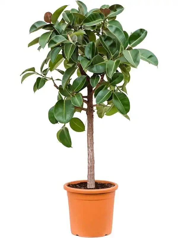 Ficus elastica robusta anaç çatallı form