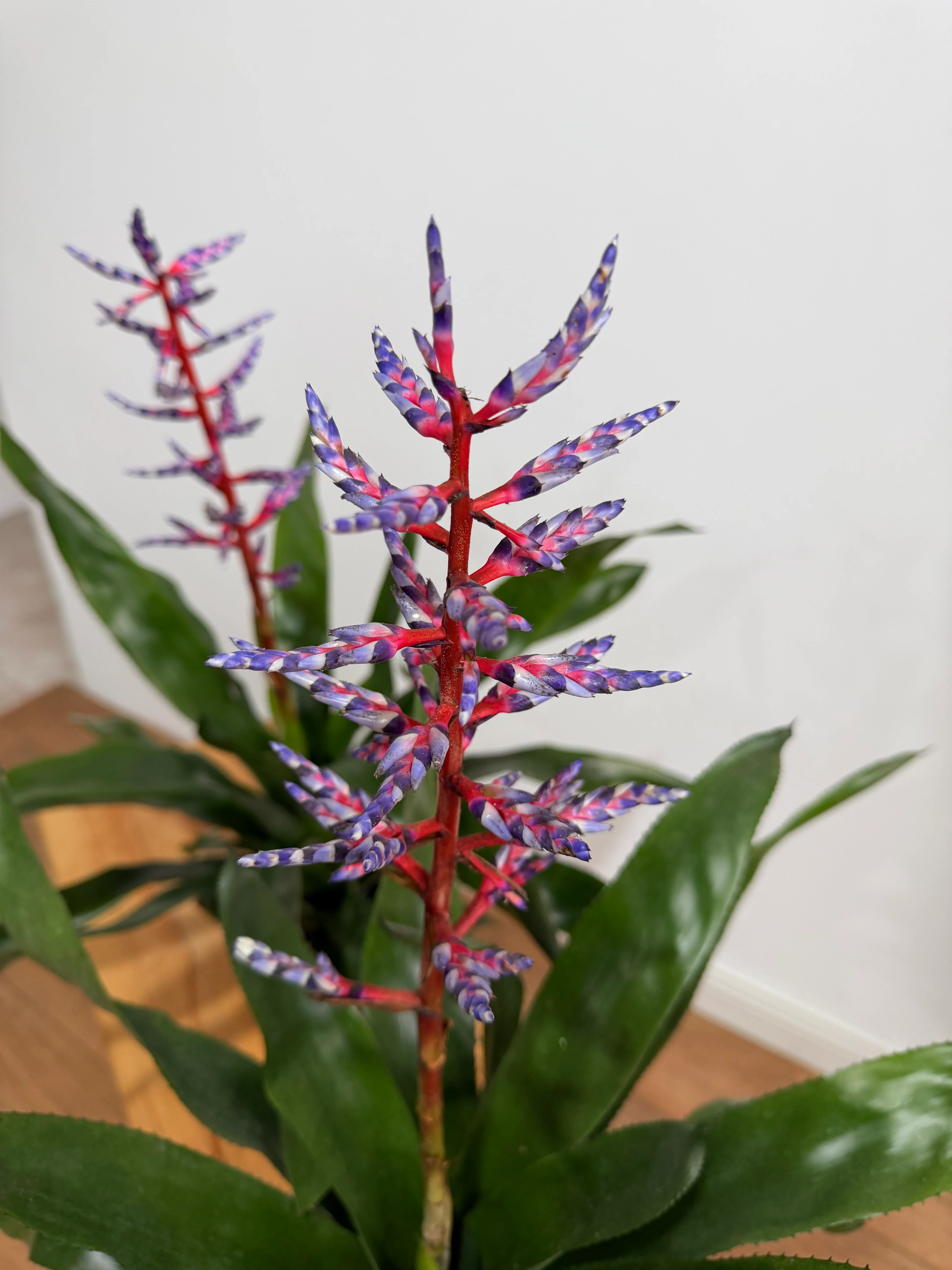 Aechmea (Bromeliad)  Mor iekli Salon Bitkisi