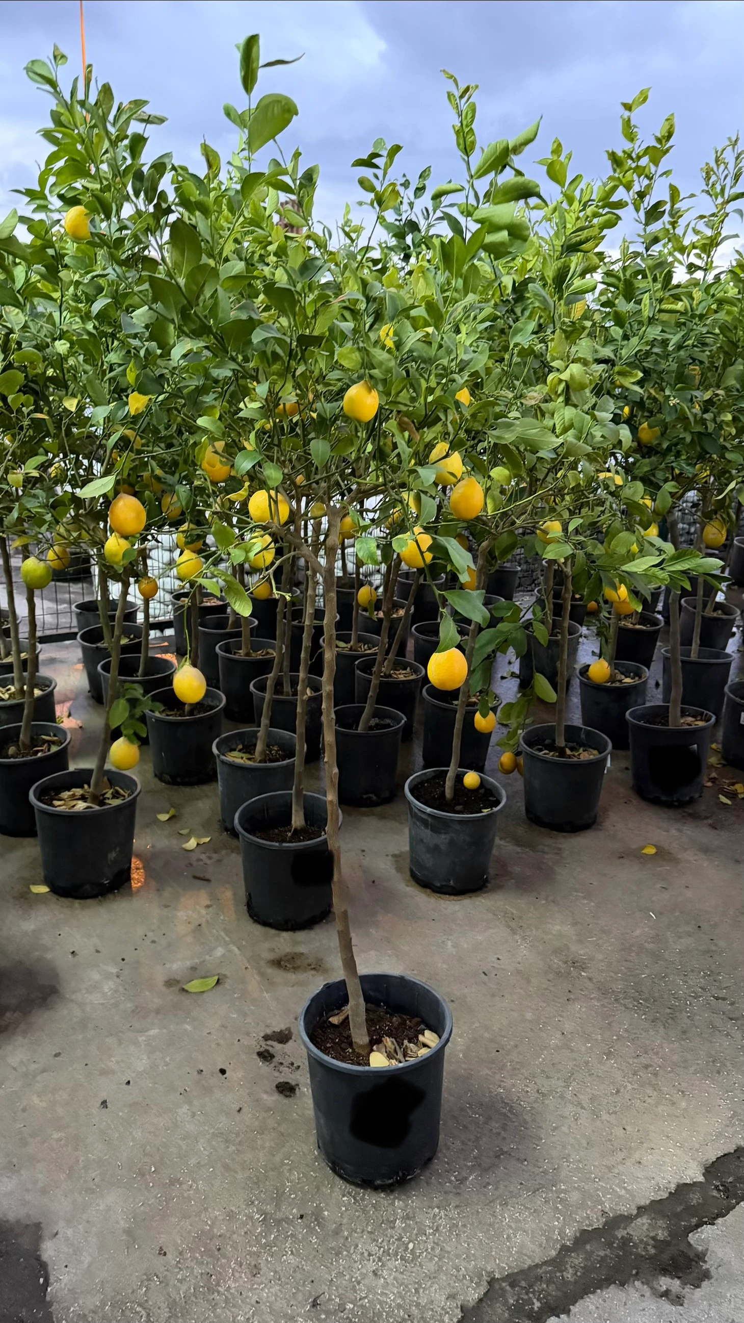 Yediveren Limon Ağacı | Saksıda 140-150 cm