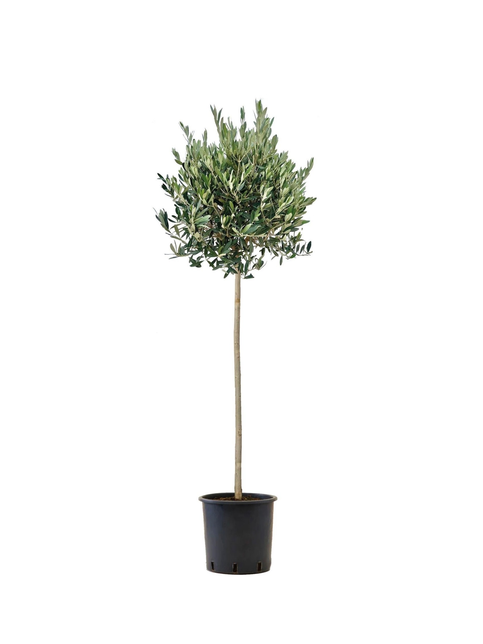 Tijli Bonsai Zeytin (140-150 cm)