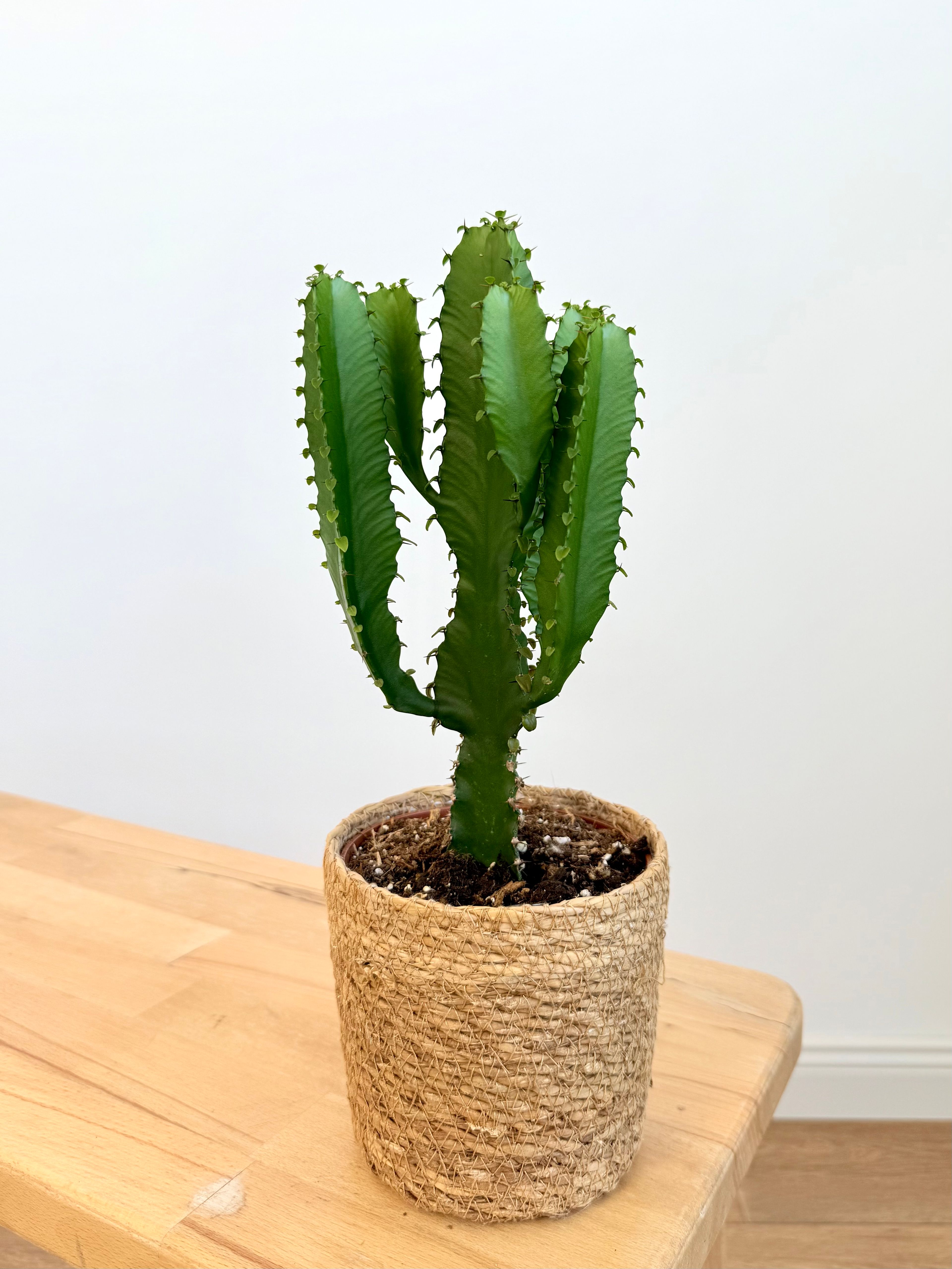 Euphorbia Acrurensis – Afrika Süt Ağacı (Masa Boy 30 cm)