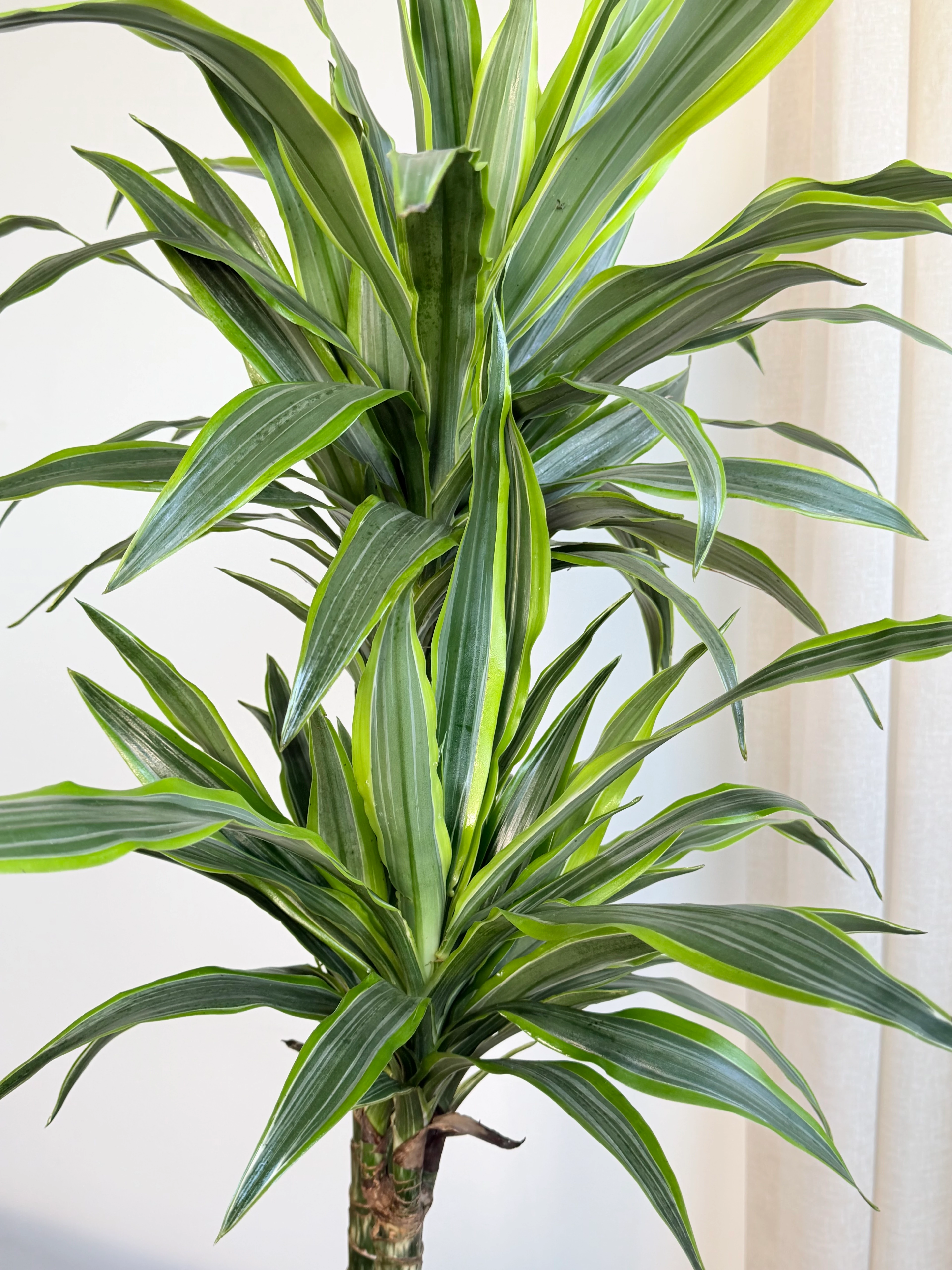 3 Gövdeli Dracena Lemon Lime / XL (Dracaene Fragrans)