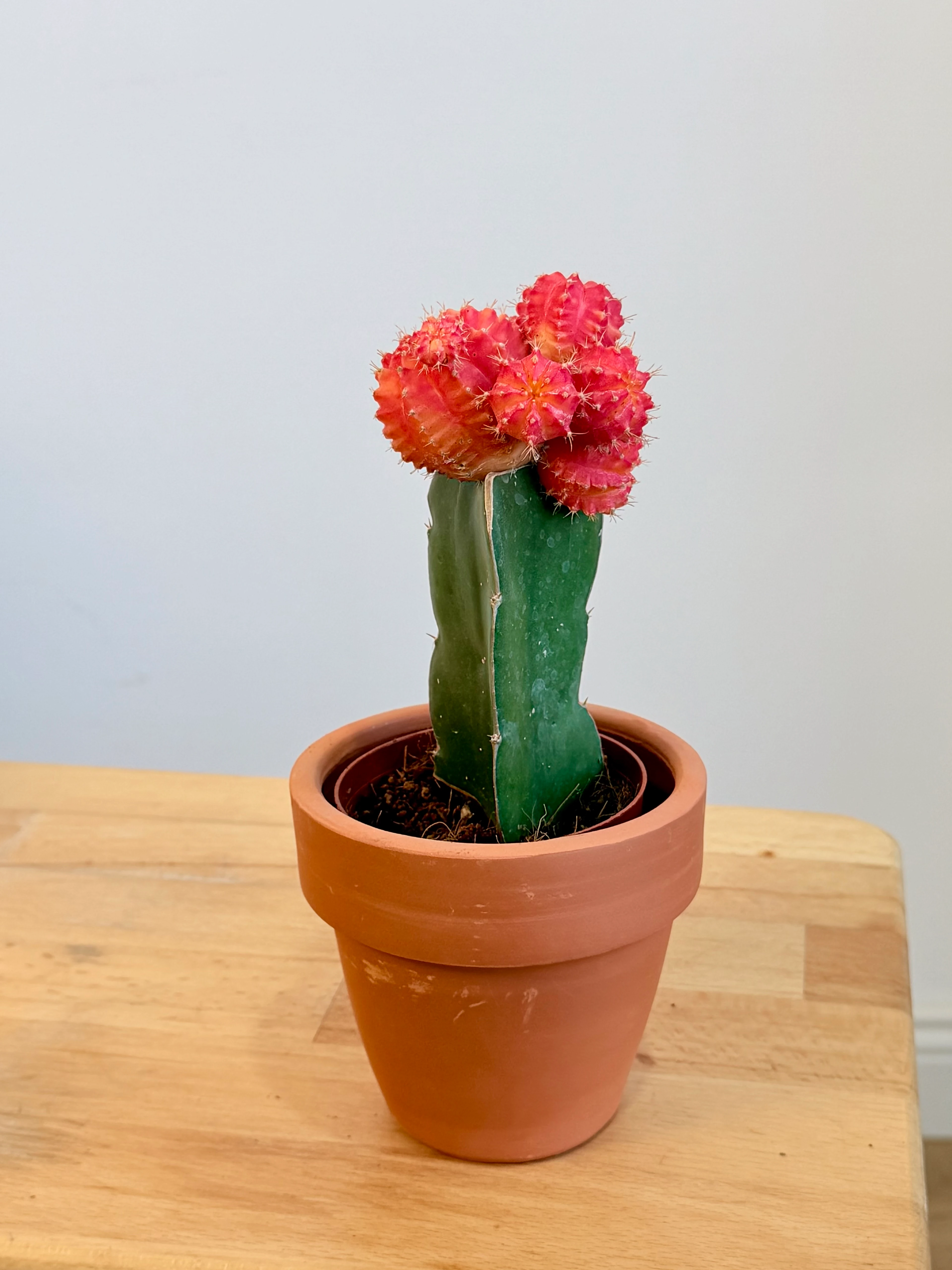 Masa Boy Renkli Aşılı Kaktüs – Toprak Dekoratif Saksıda