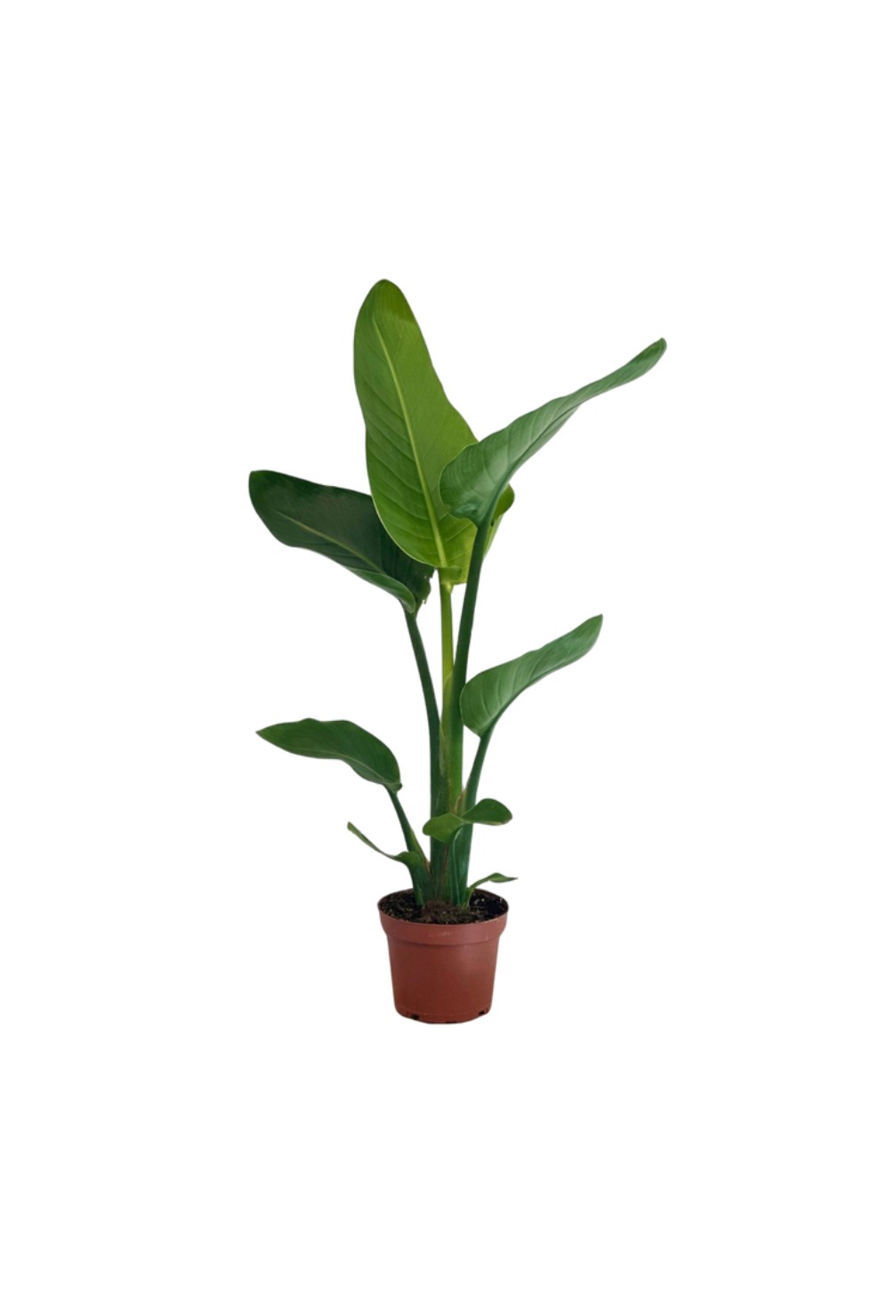 Favori Bitki Seti (40 cm Starliçe-80 cm Areka Palmiyesi -60 cm Monstera)