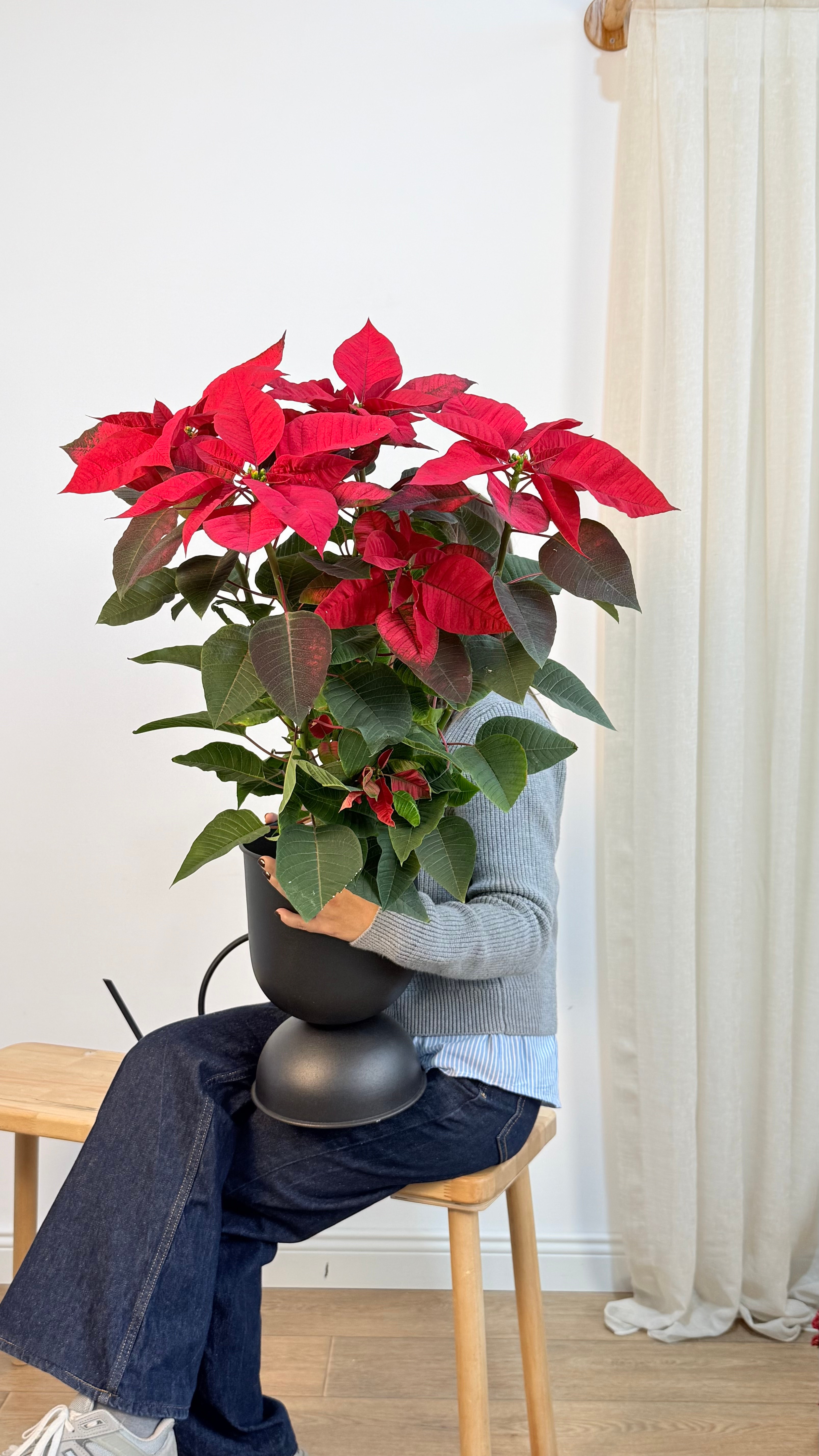 Poinsettia XXL 60-70 cm