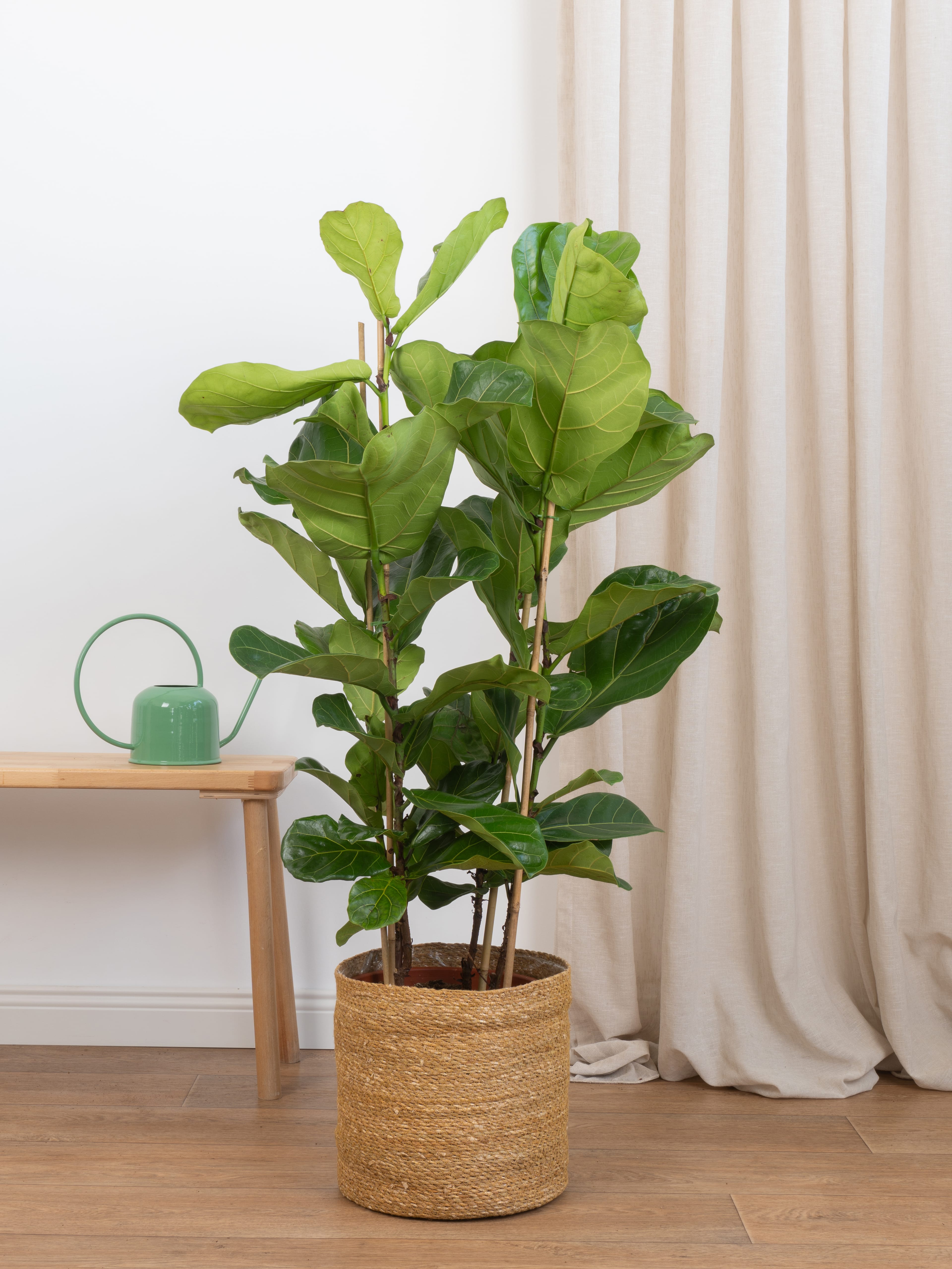 Ficus Lyrata Üç Köklü 110-120 cm