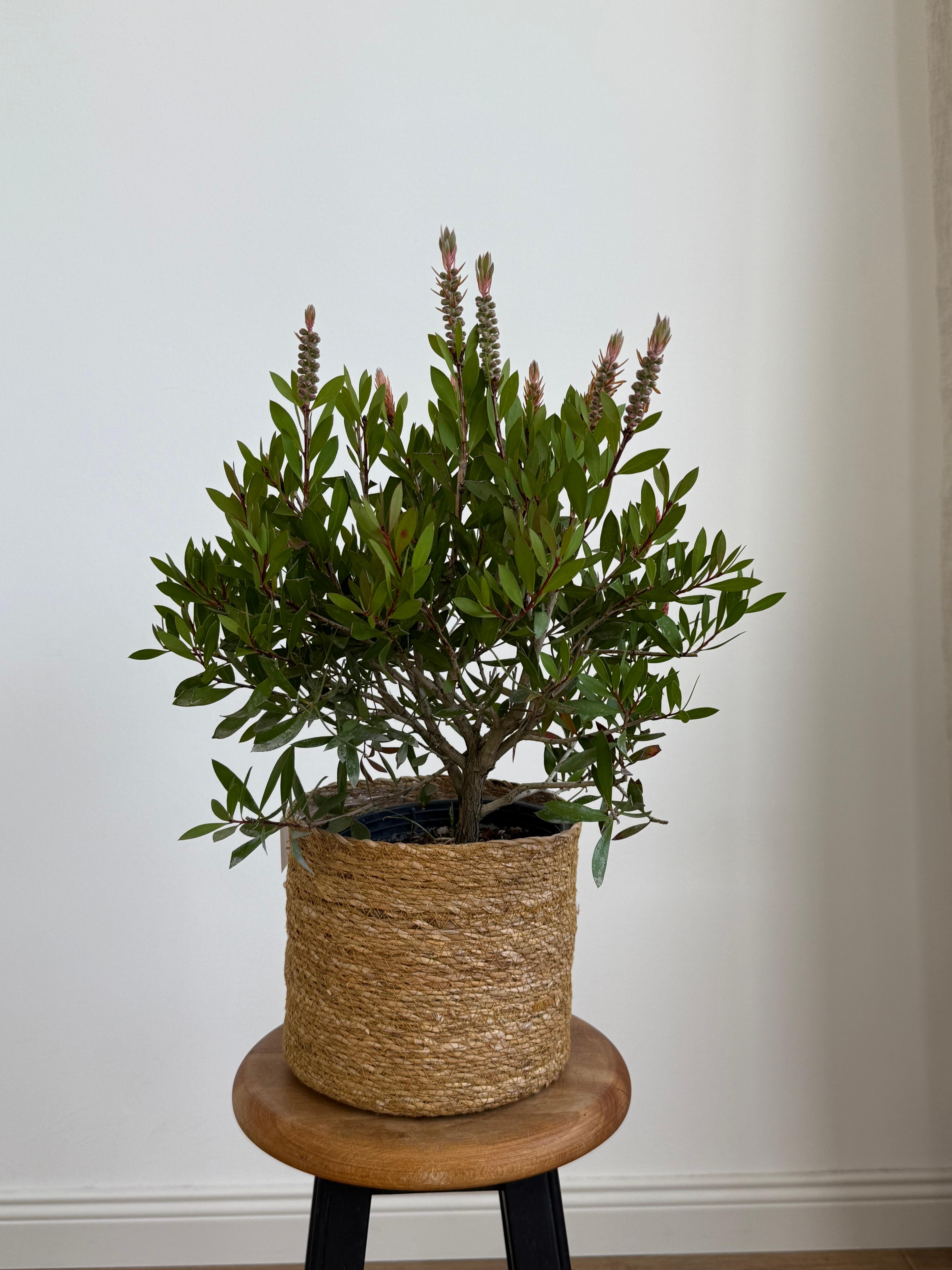 Callistemon (Şişe Fırçası Çalısı)