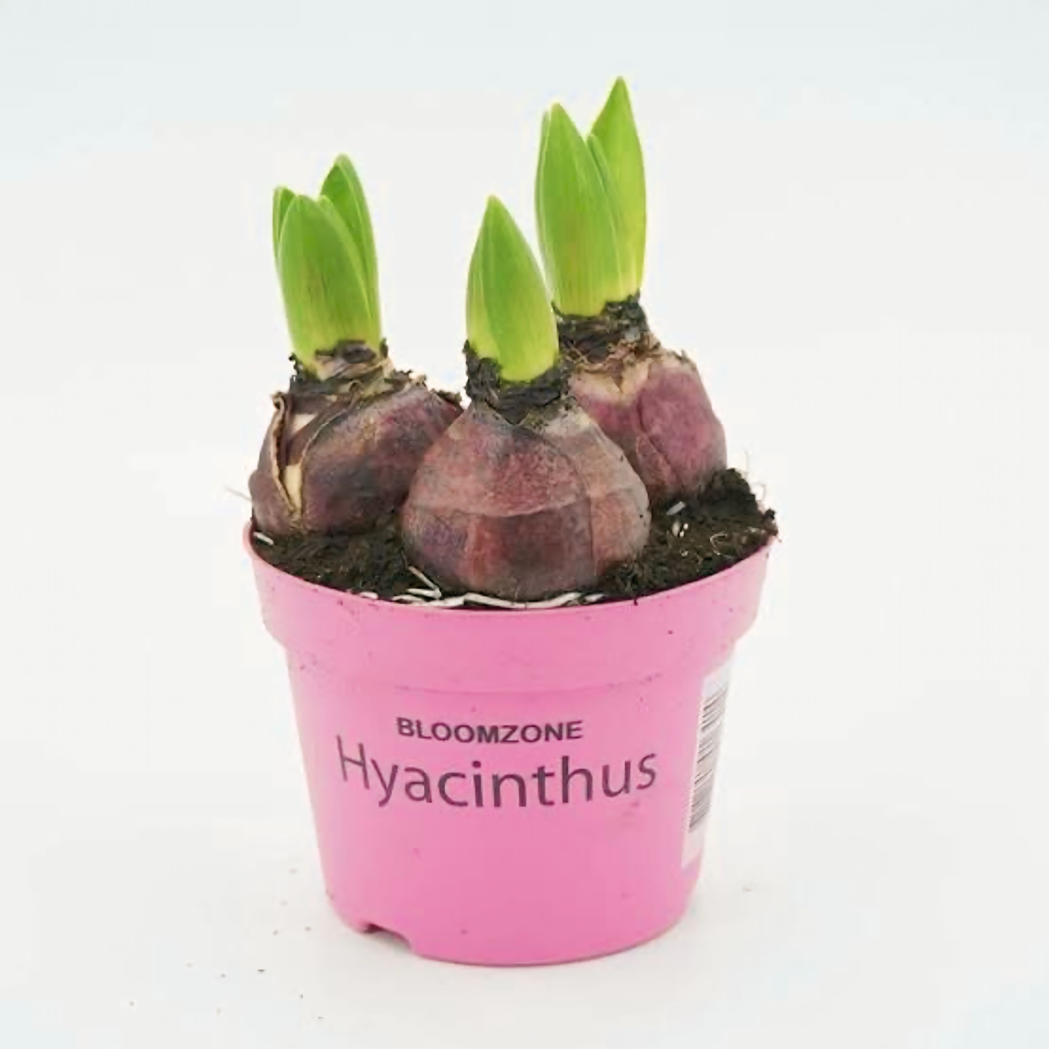 Üç Köklü Sümbül (Hyacinthus)