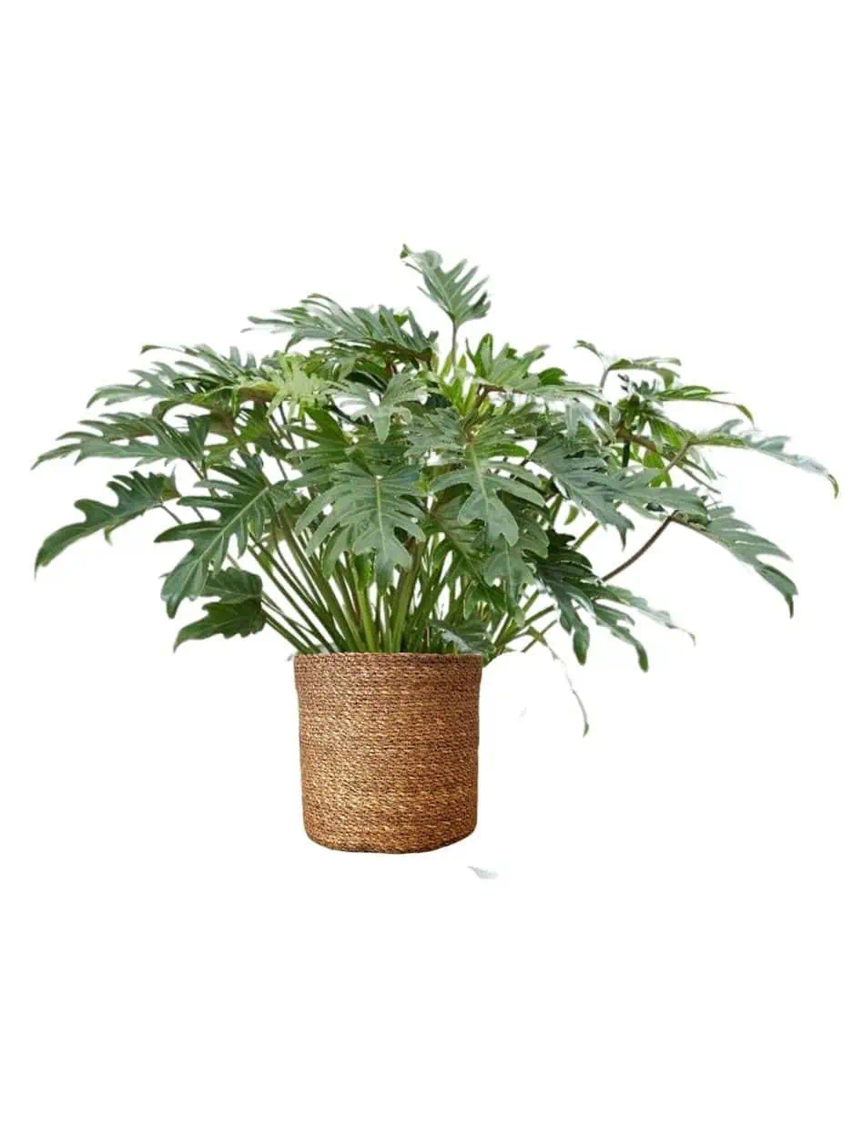 philodendron xanadu xl