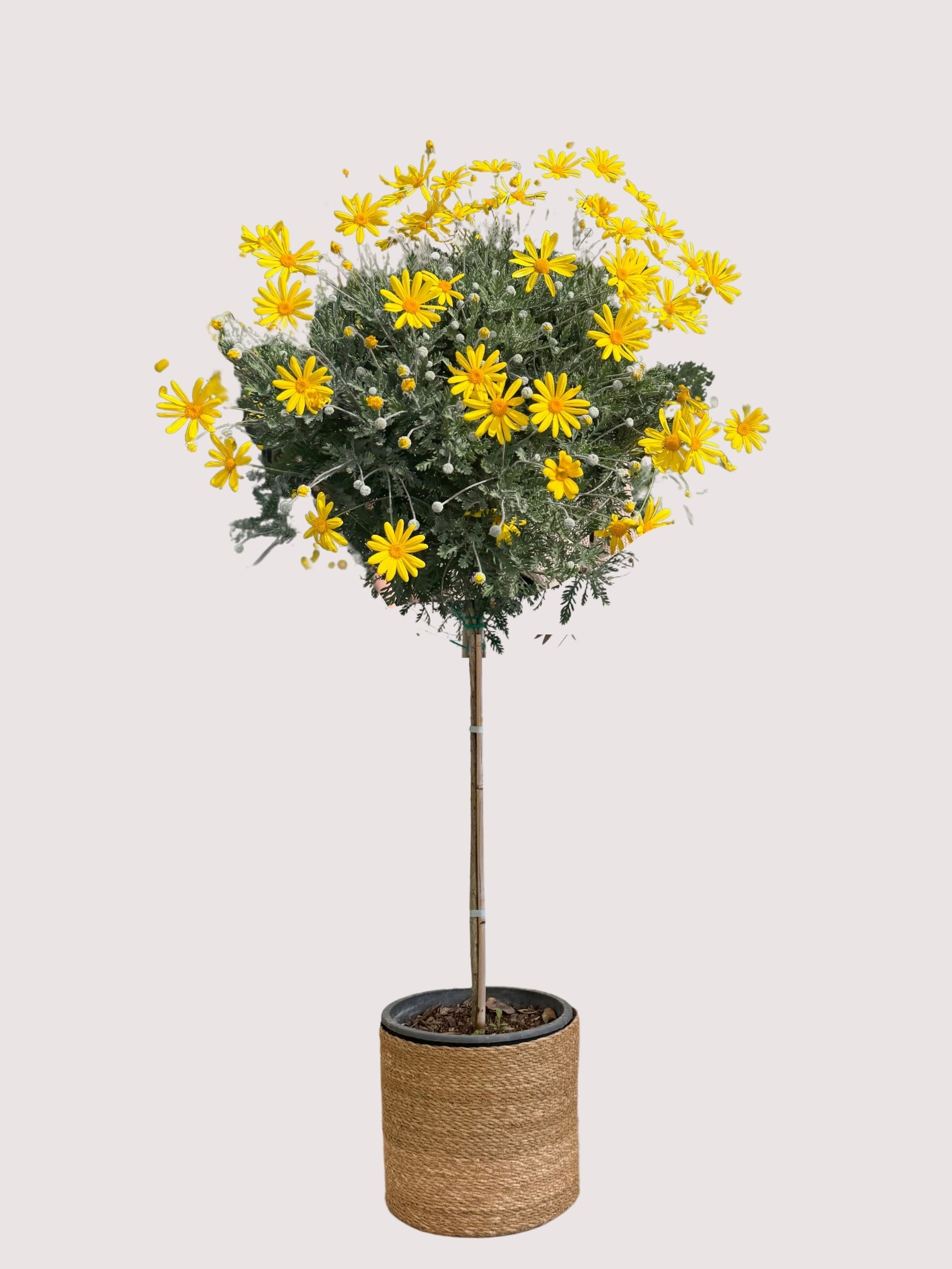 Euryops Pectinatus – Sarı Papatya Ağacı (Tijli Form)