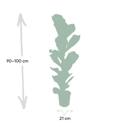 Ficus Lyrata Tek Köklü (kemen yapraklı kauçuk ) 90-100 cm