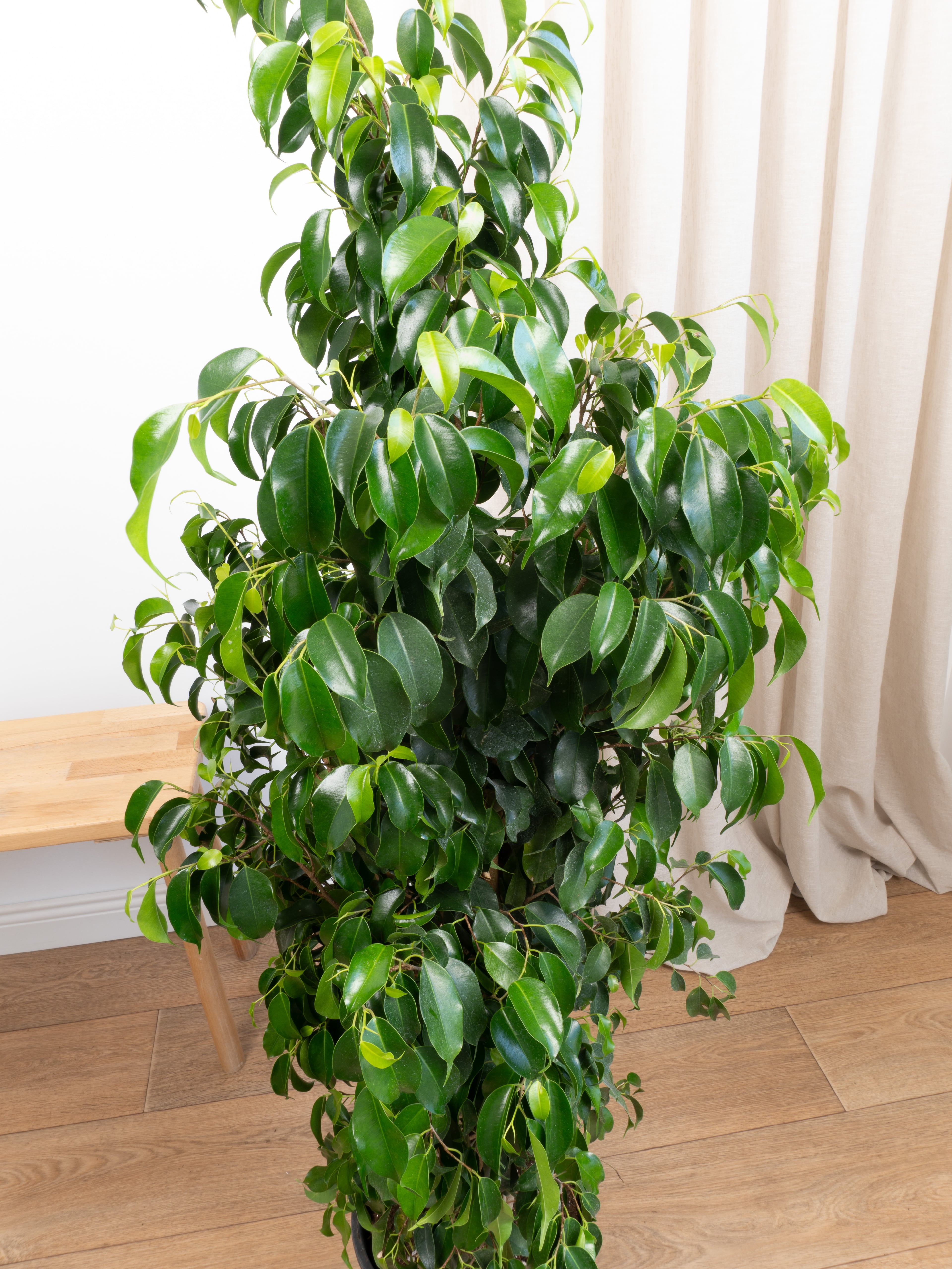 Ficus Benjamin Danielle 150-160 cm (Koyu Yeşil Benjamin)