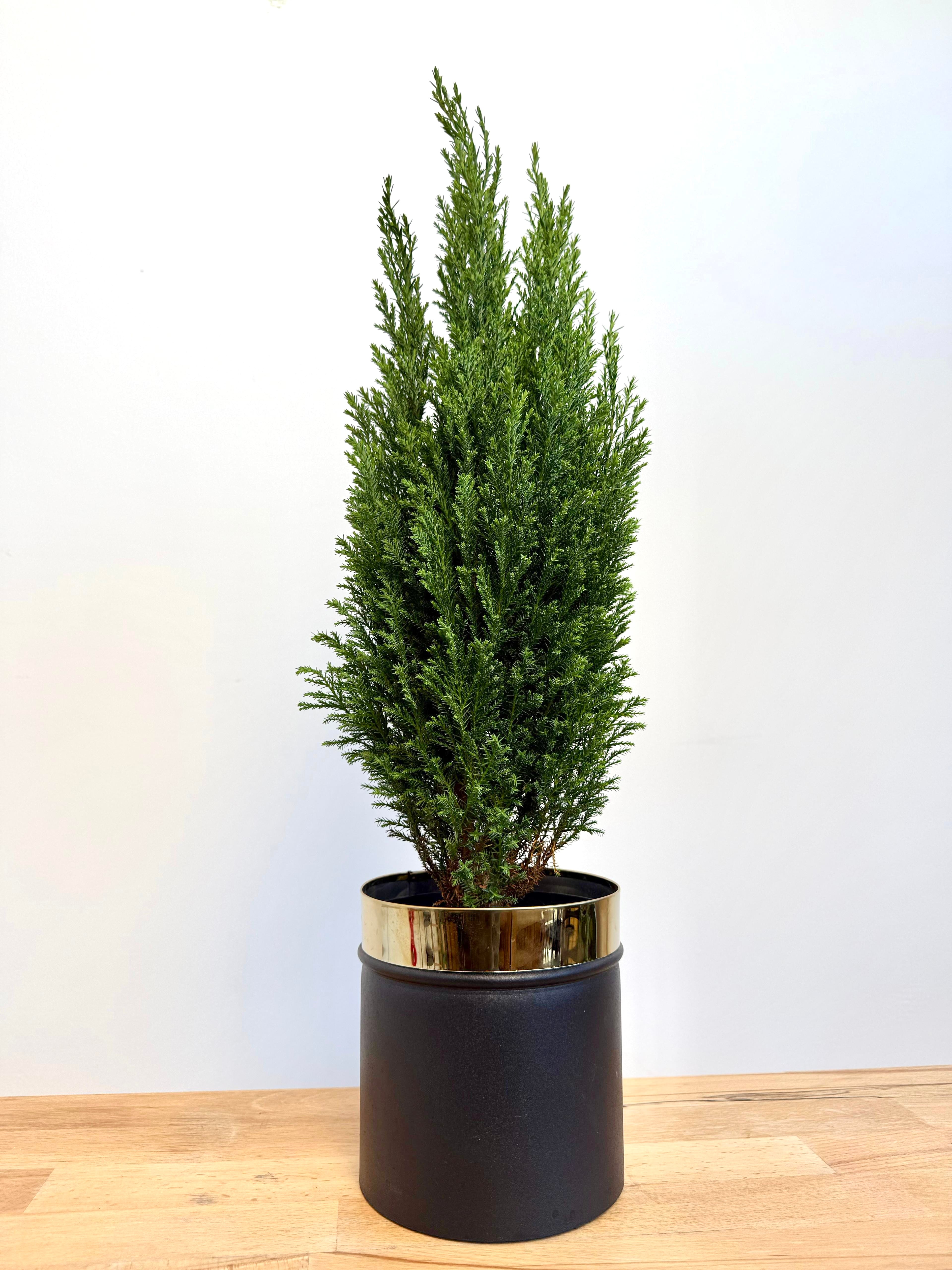 Çam-Limon Servisi (Cupressus macrocarpa “Goldcrest”) – 40-50 cm