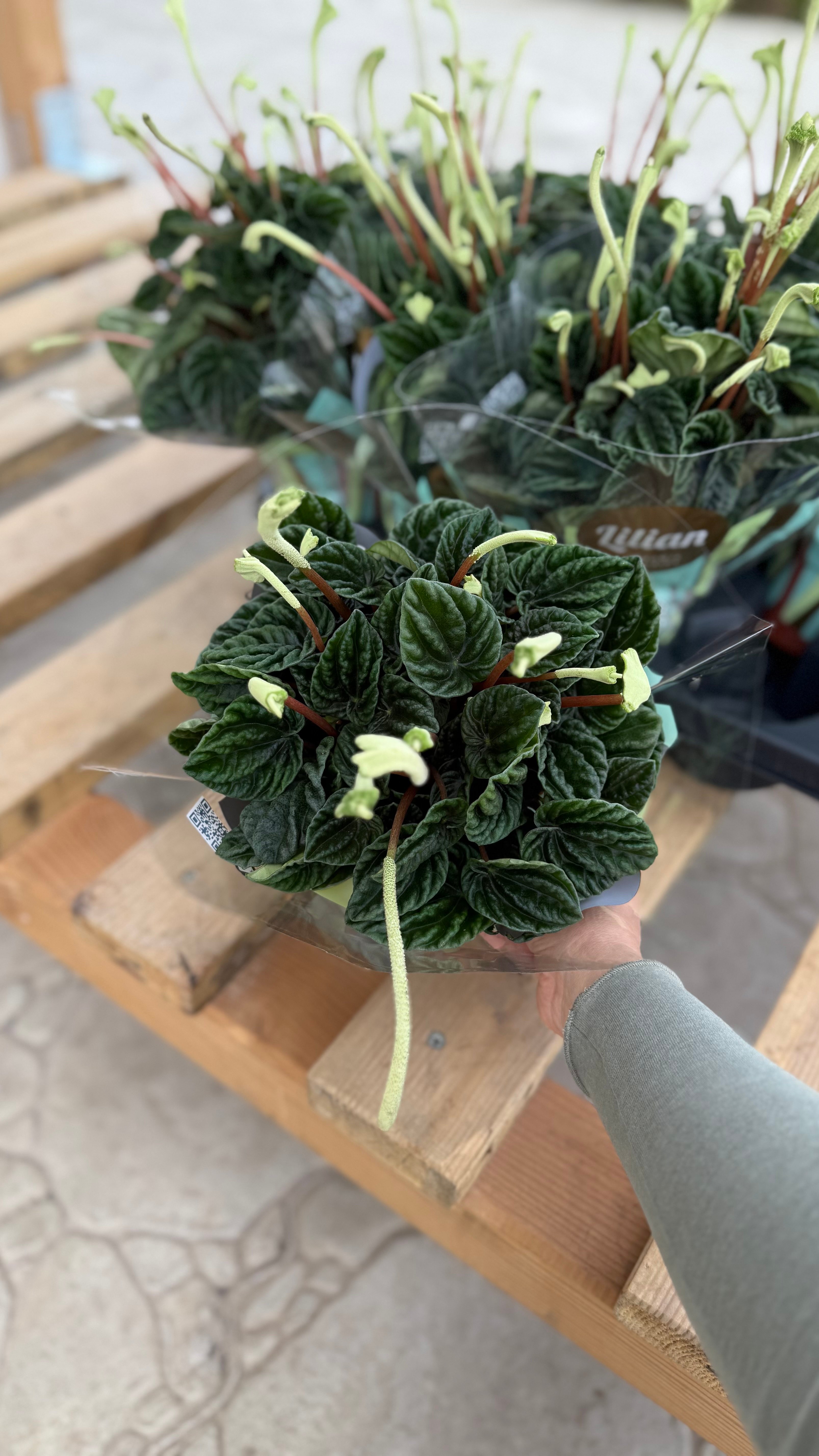 Peperomia caperata lilian