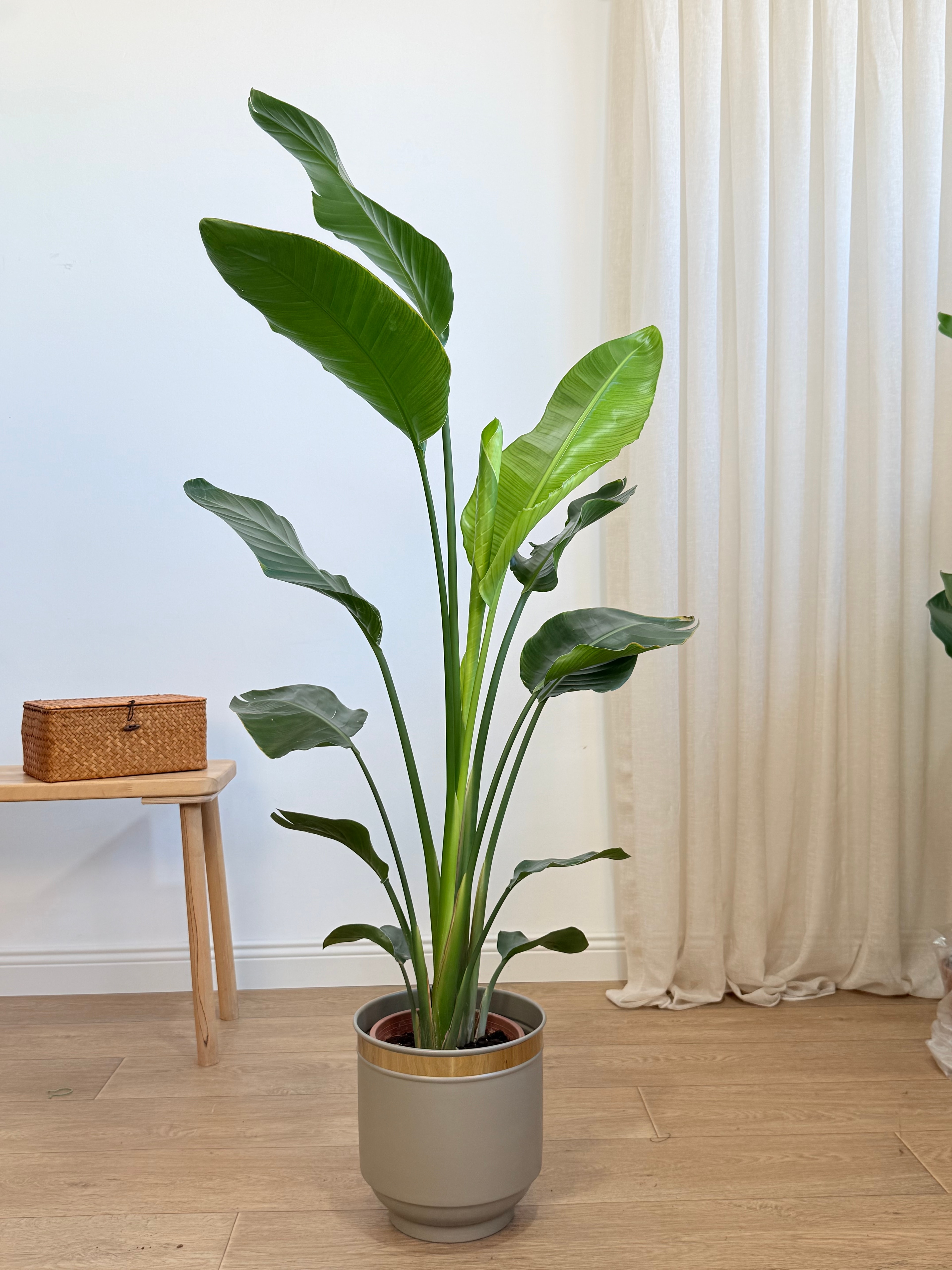 Starliçe- İki Köklü (120-140 cm)Cennet Kuşu Çiçeği- Strelitzia Nicolai )